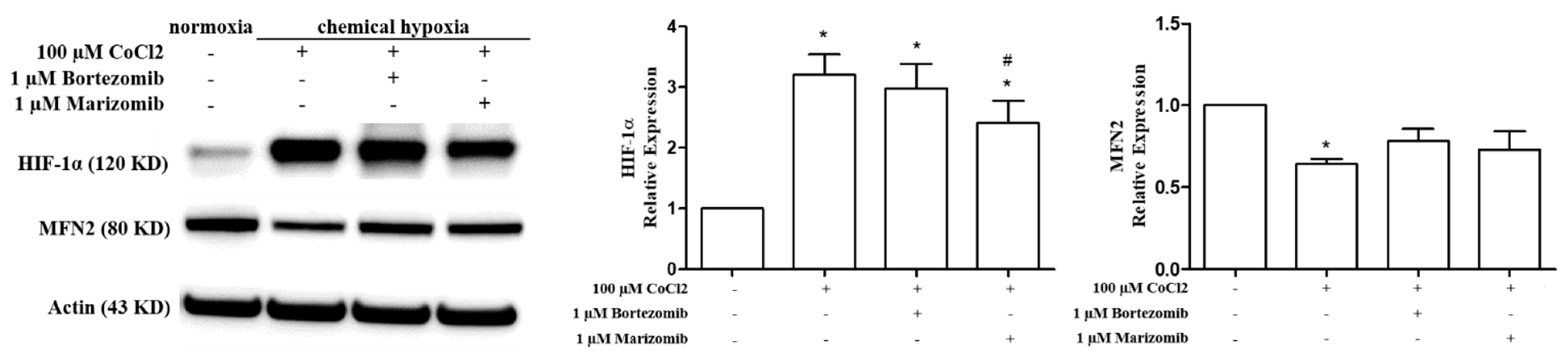 Biomedicines 10 00873 g004