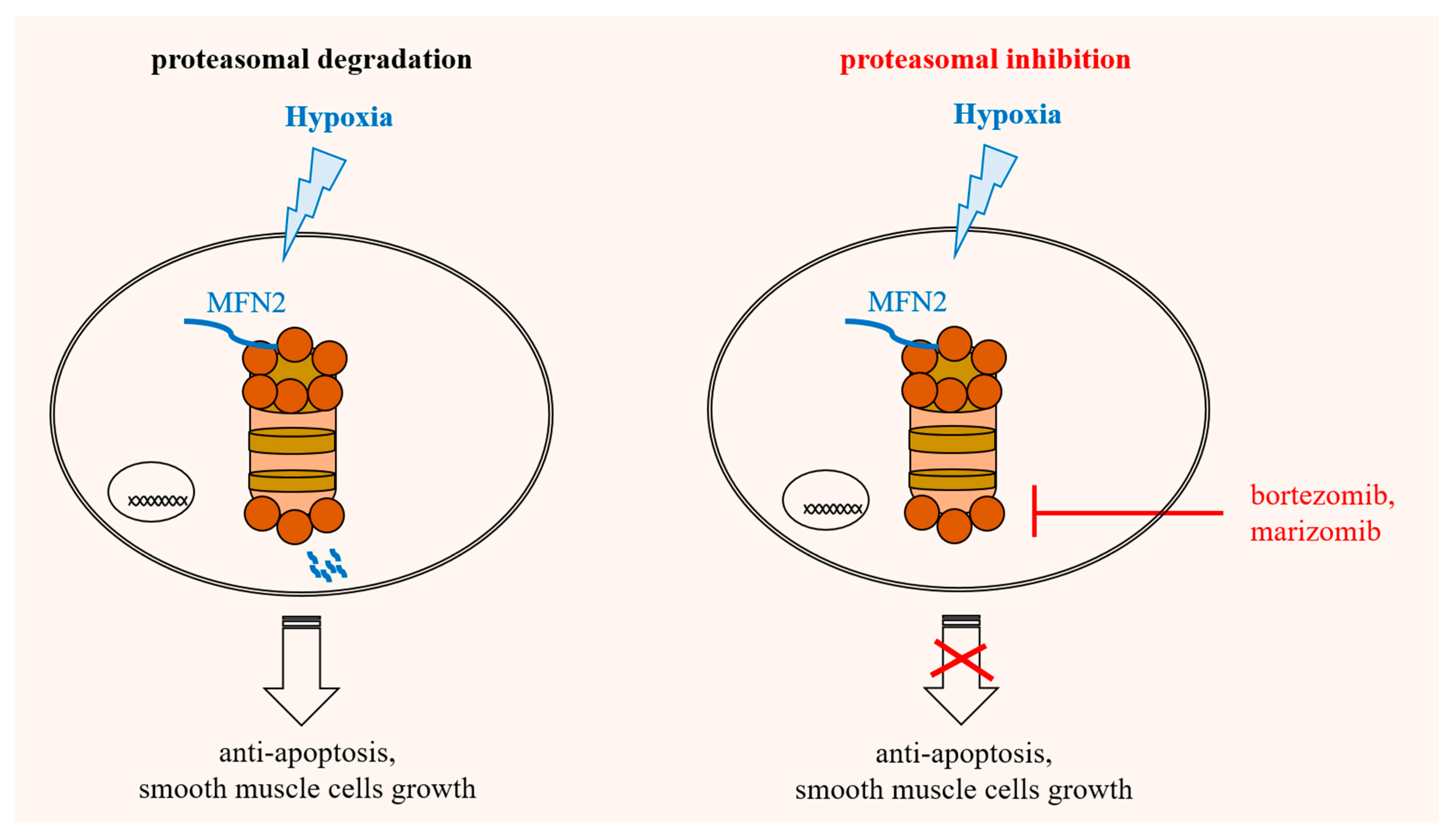 Biomedicines 10 00873 g005