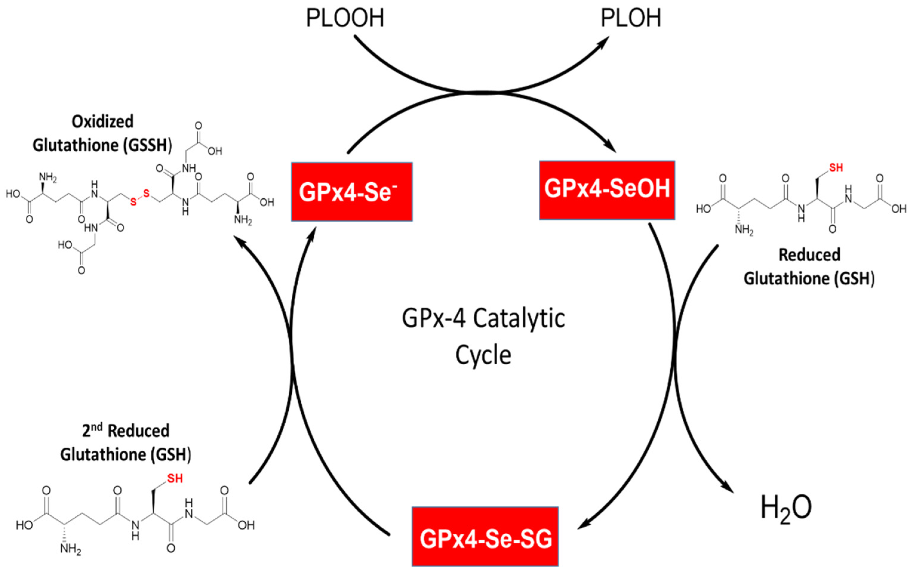 Biomedicines 10 00891 g004