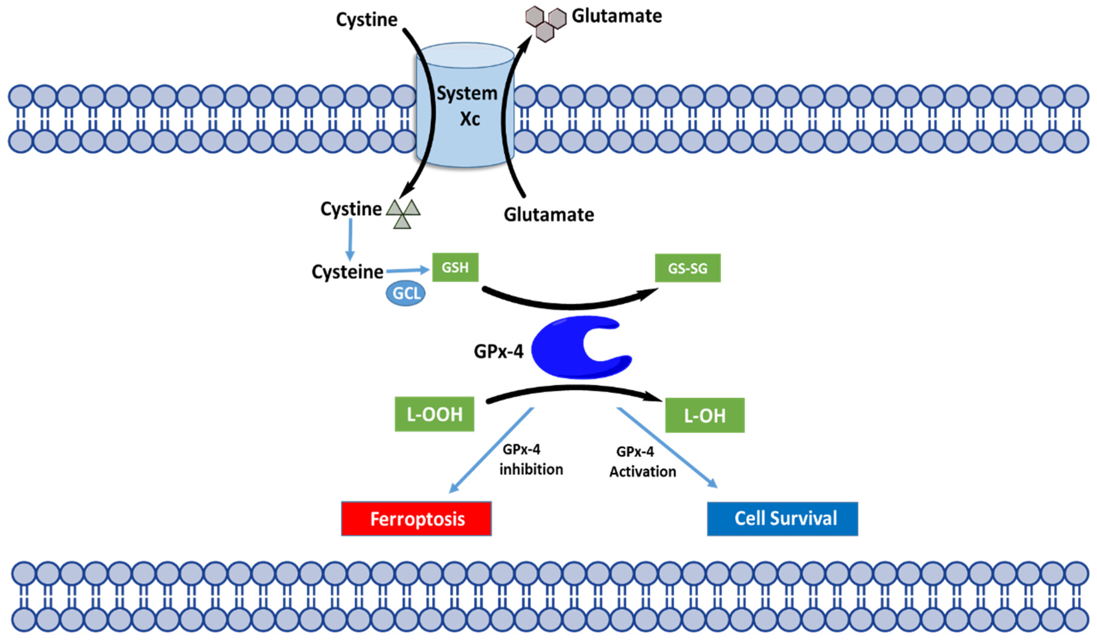 Biomedicines 10 00891 g005