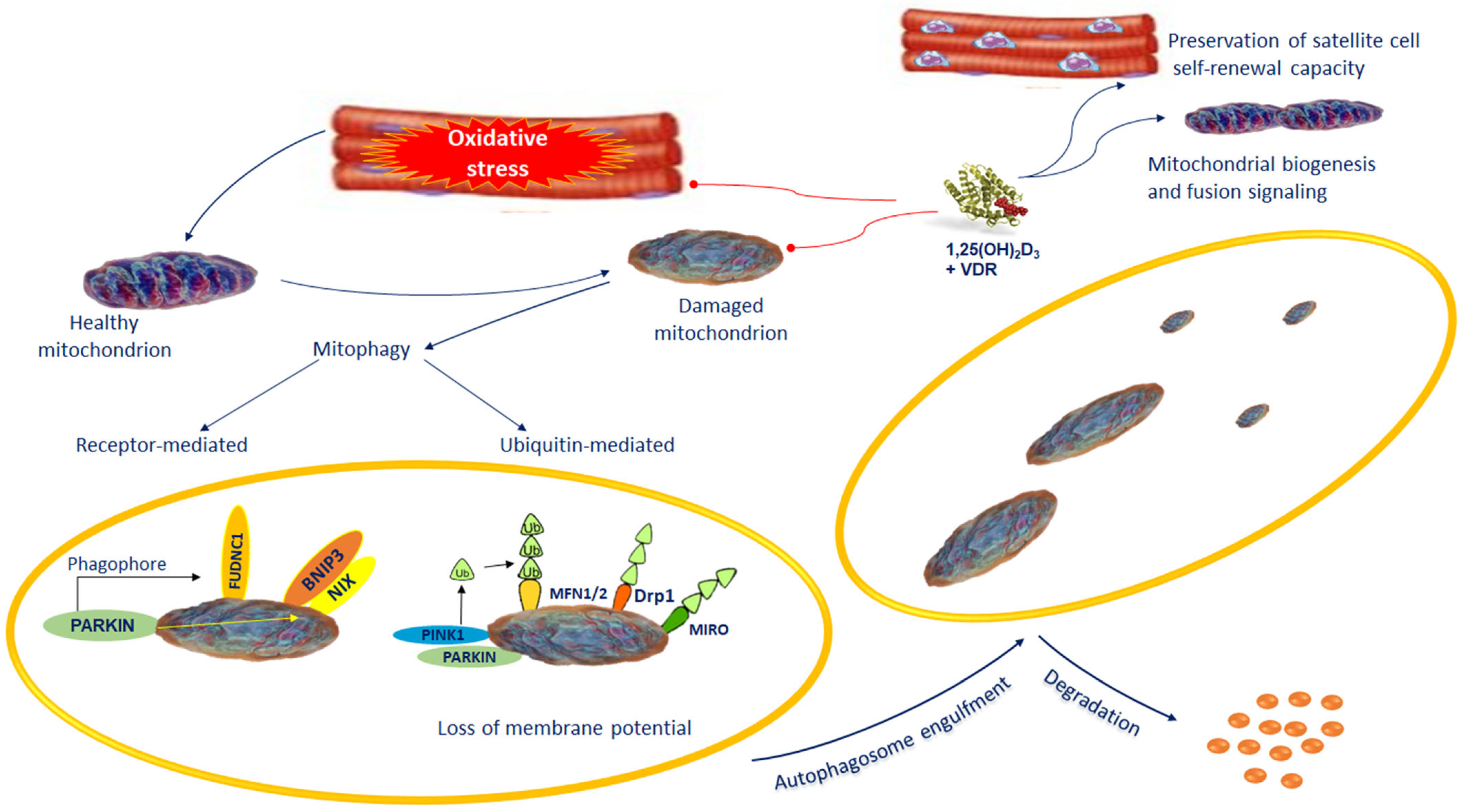 Biomedicines 10 00898 g002 Biomedicines 10 00898 g002