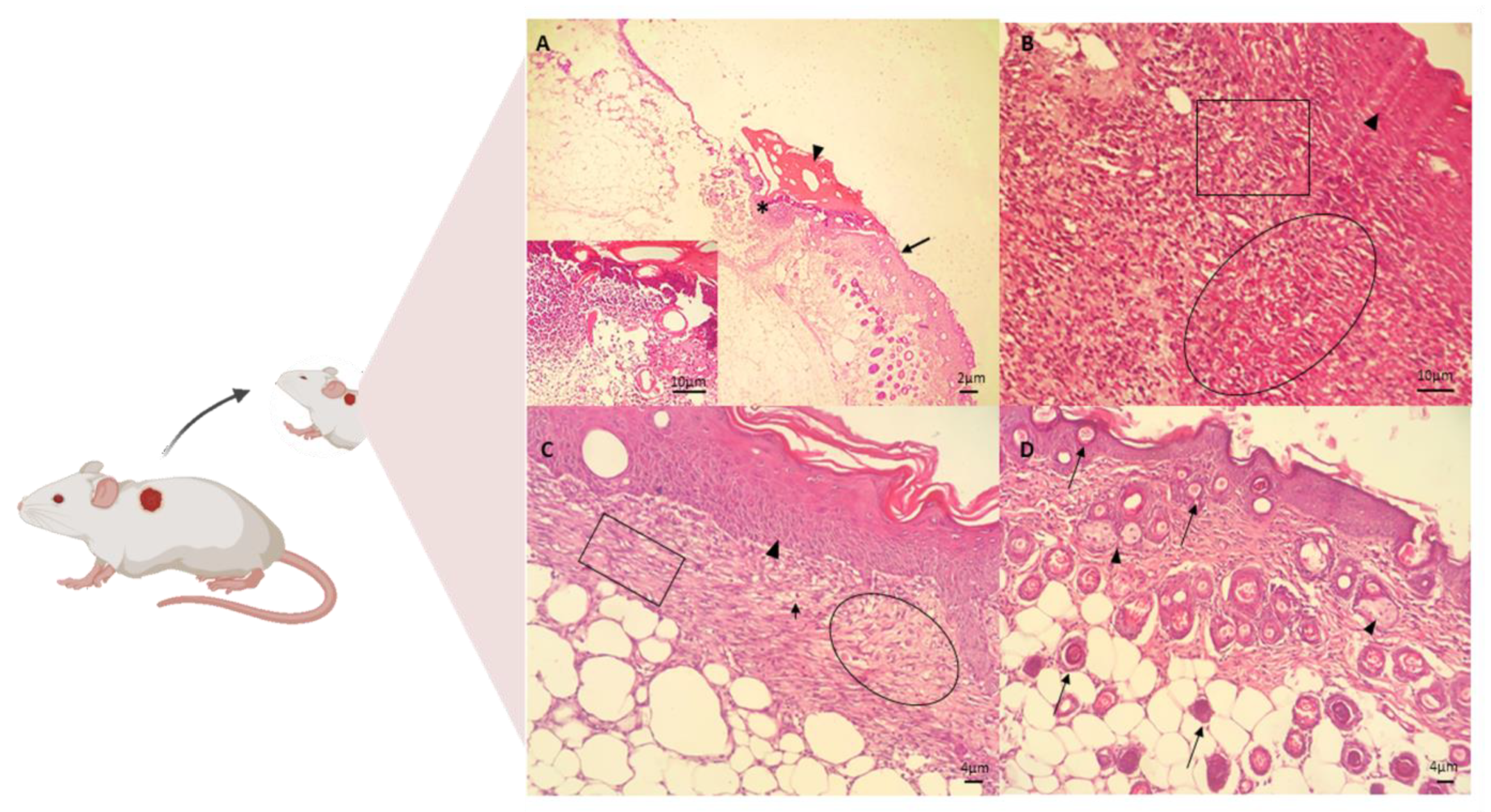 Biomedicines 10 00899 g005