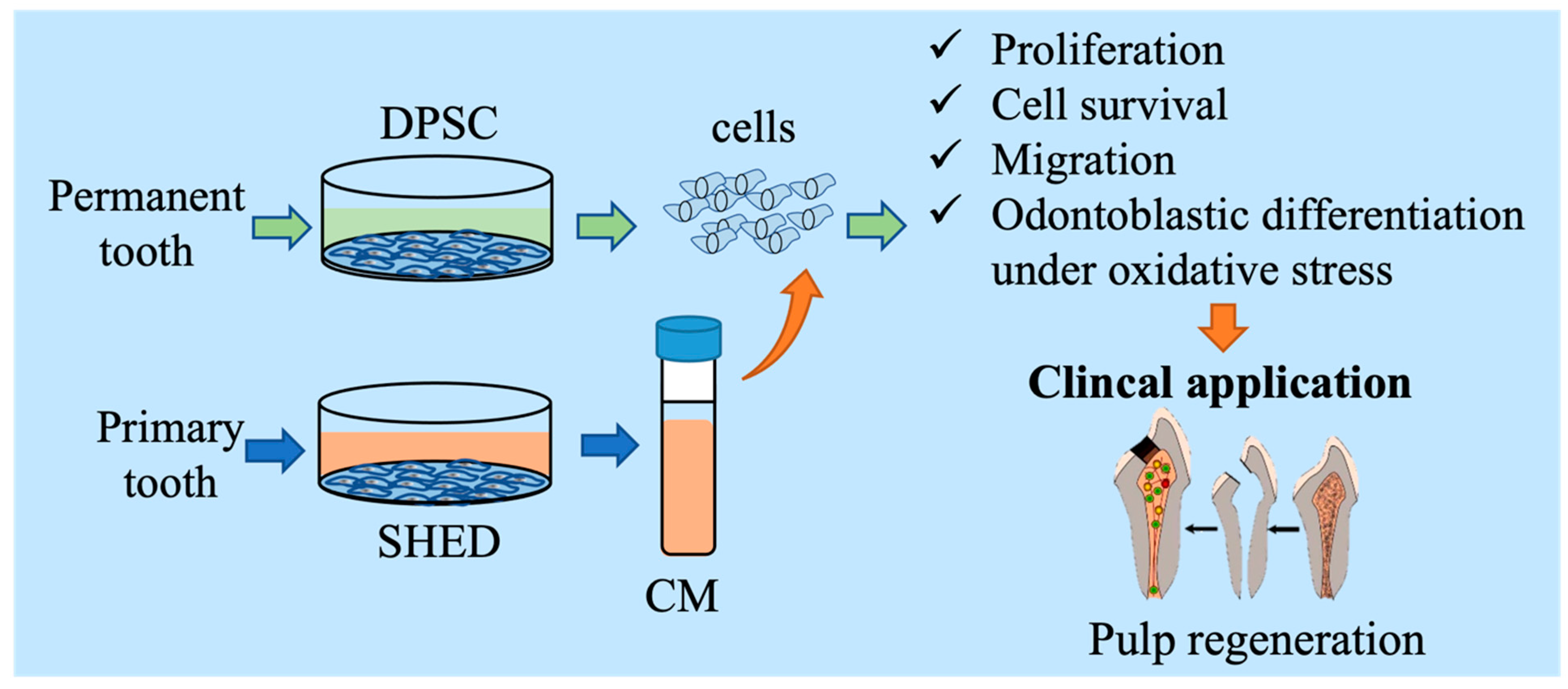Biomedicines 10 00906 g001