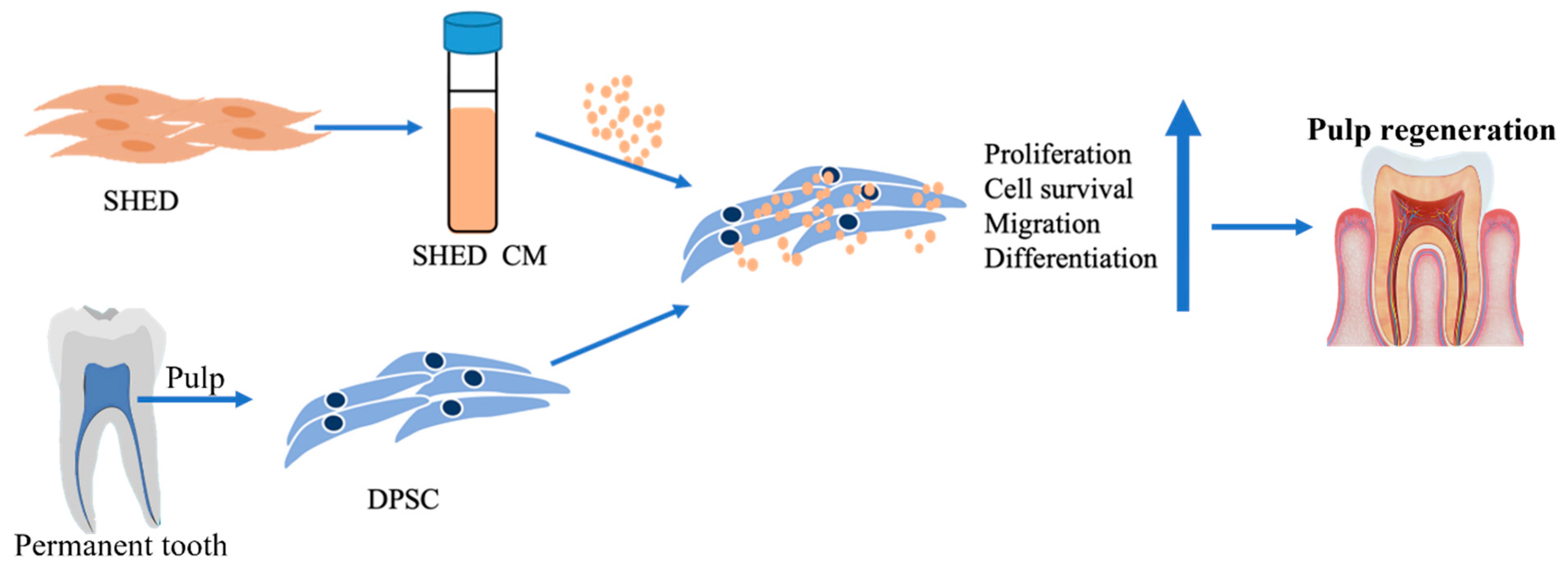 Biomedicines 10 00906 g006