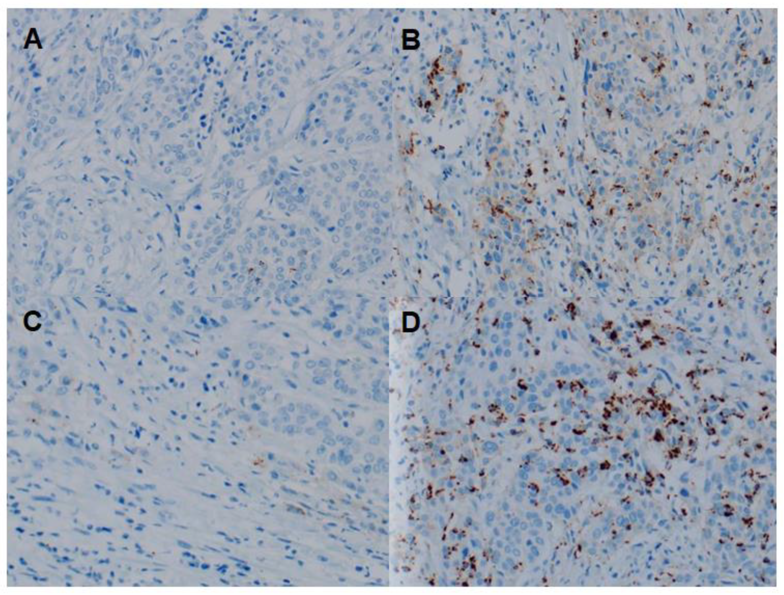 Biomedicines 10 00910 g002