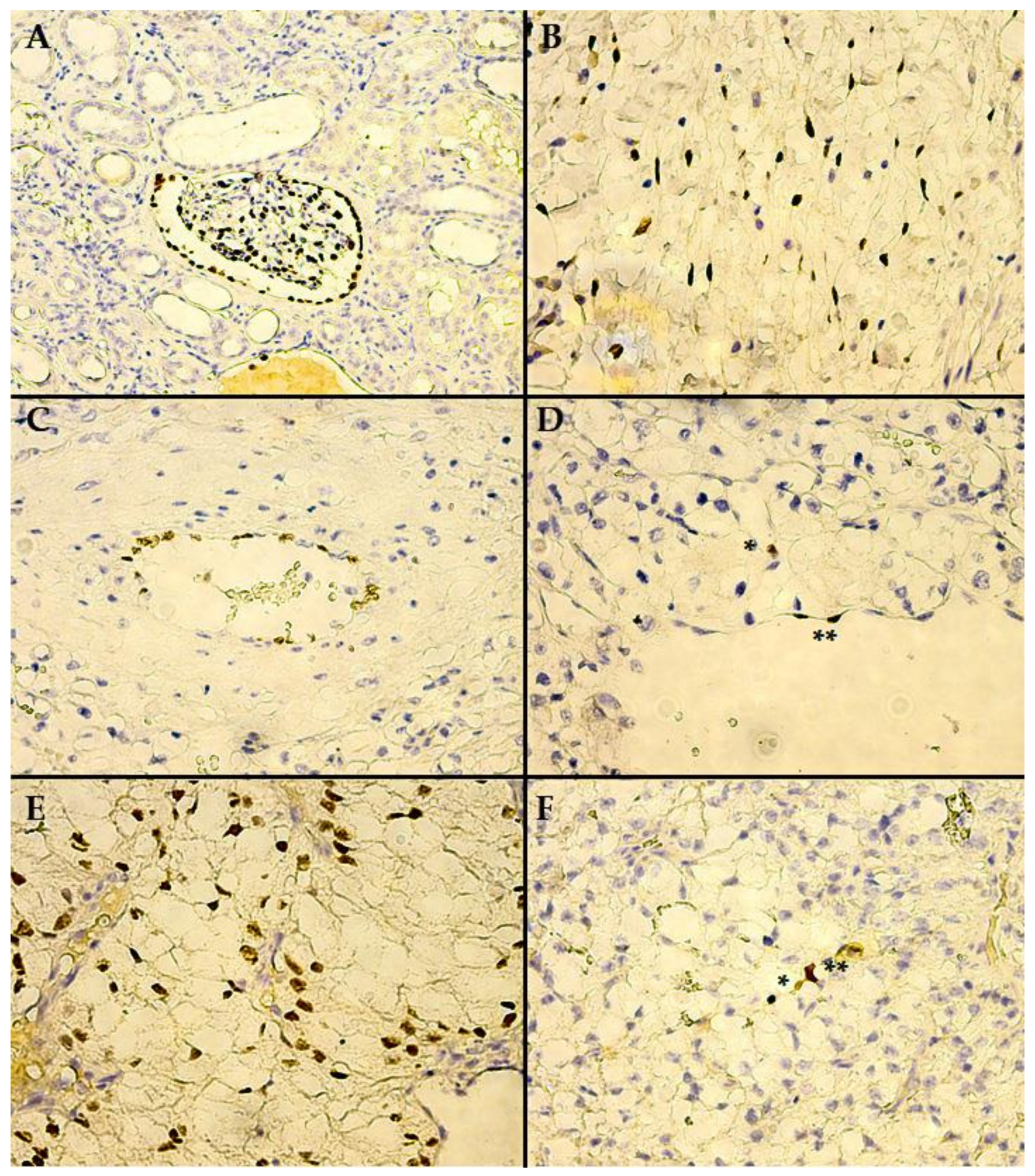 Biomedicines 10 00912 g002