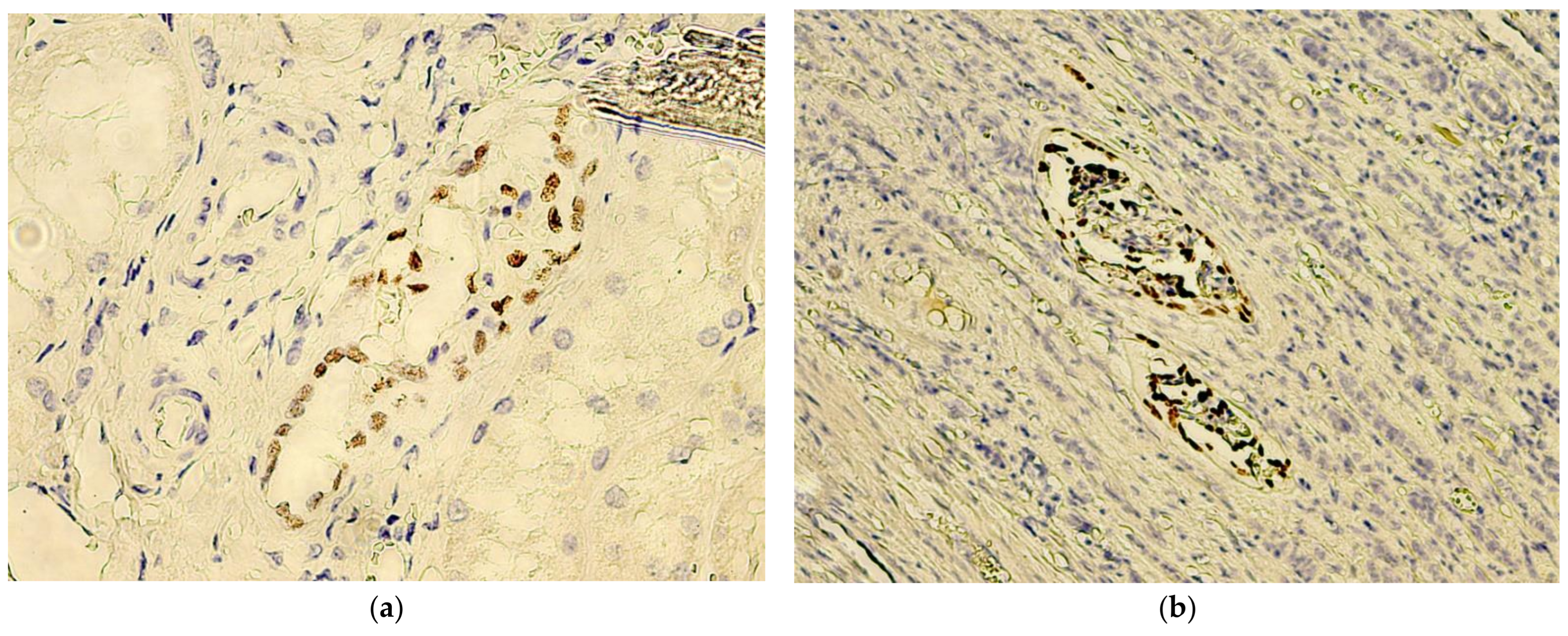 Biomedicines 10 00912 g003