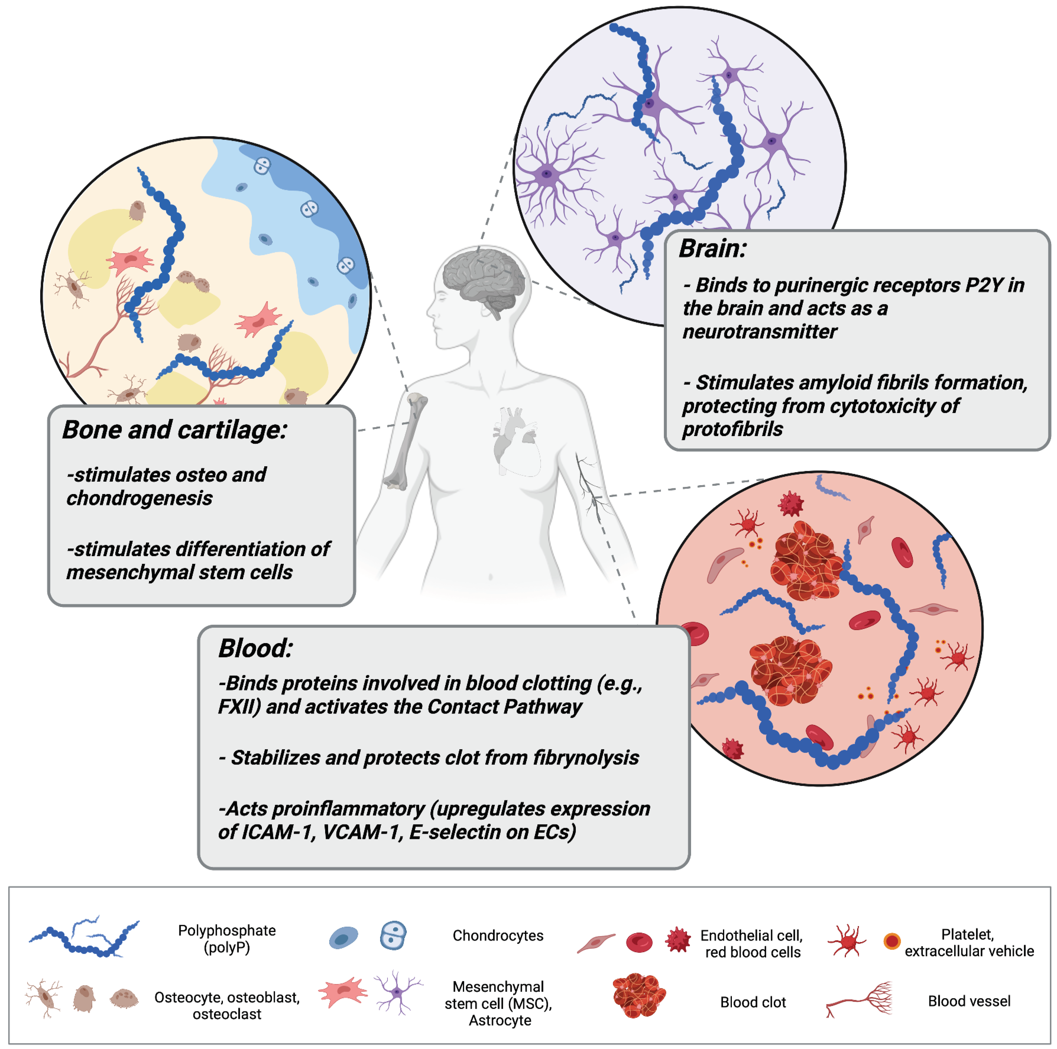 Biomedicines 10 00913 g001
