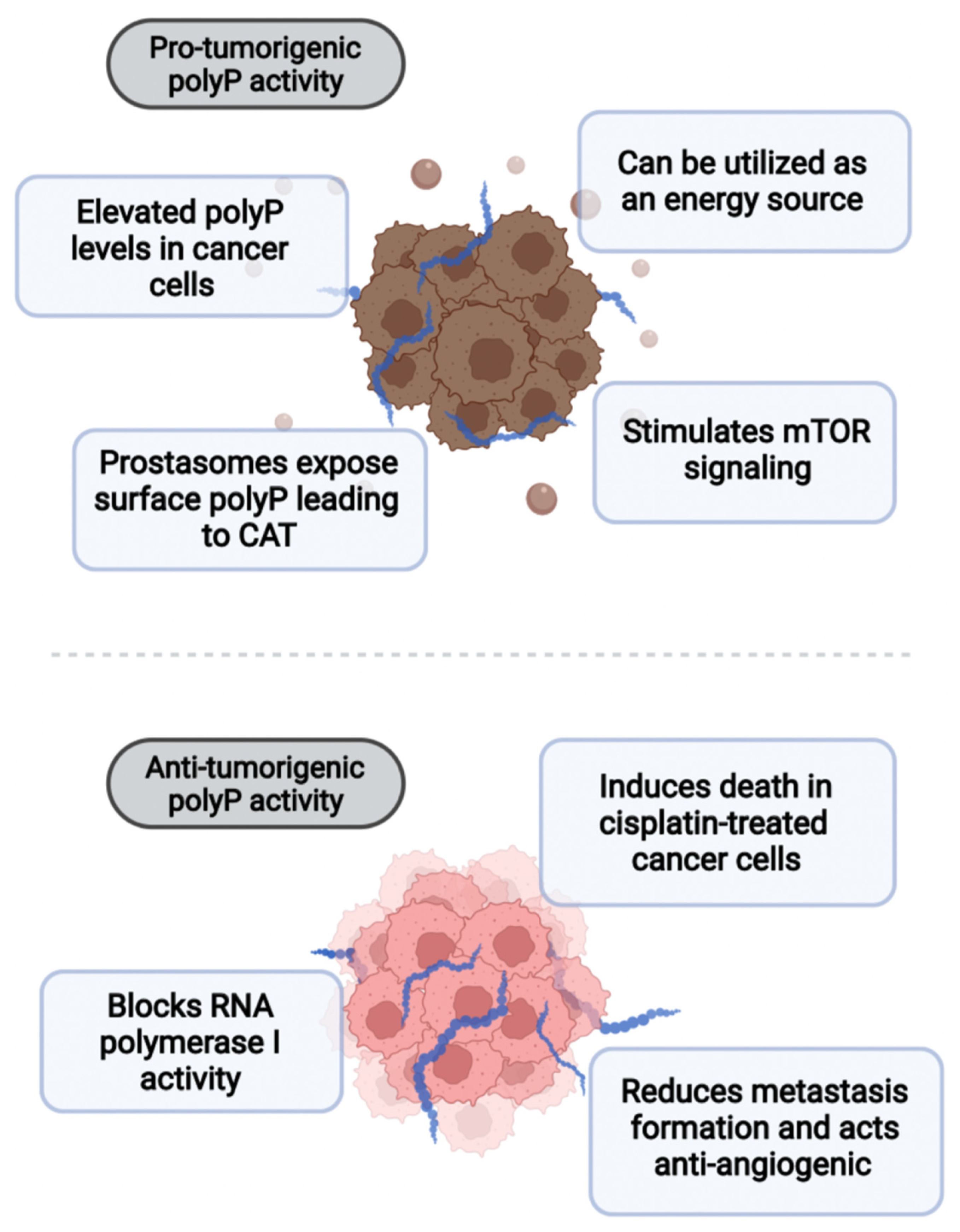 Biomedicines 10 00913 g004