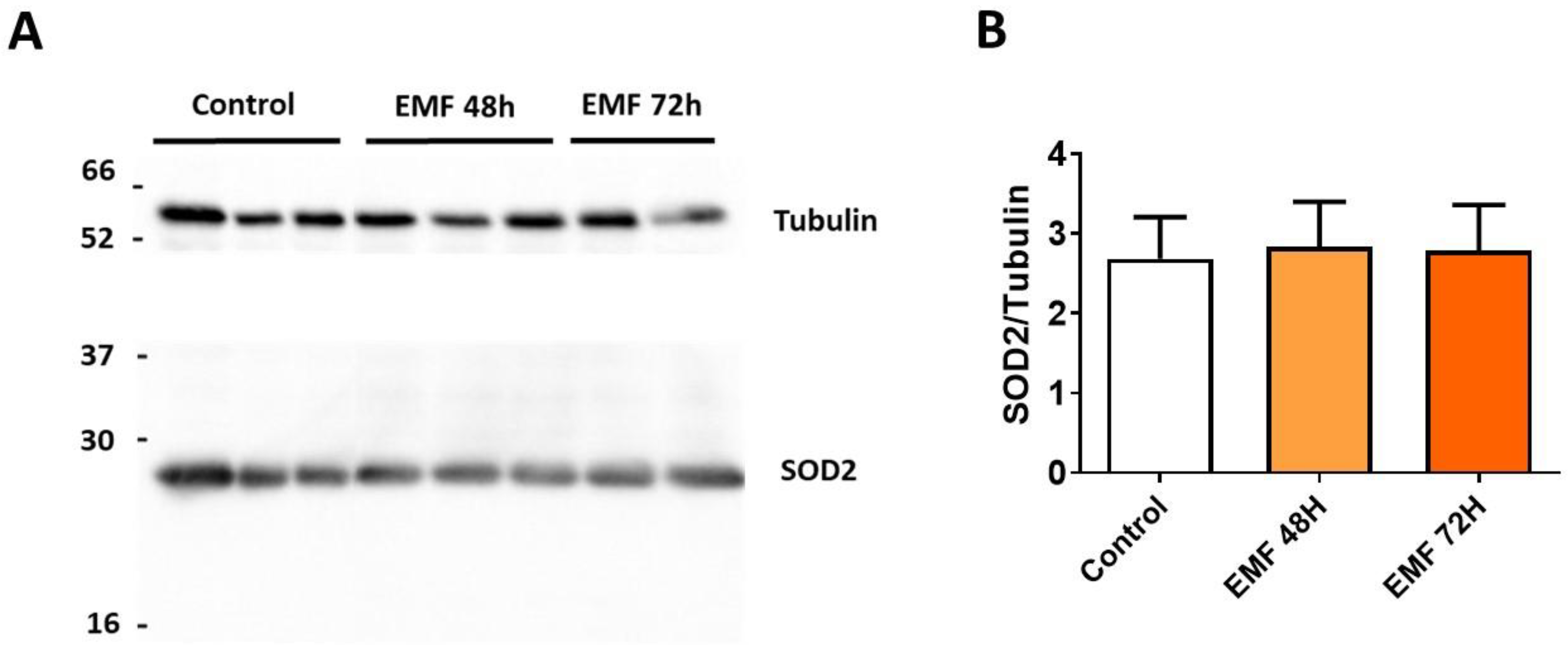 Biomedicines 10 00929 g007