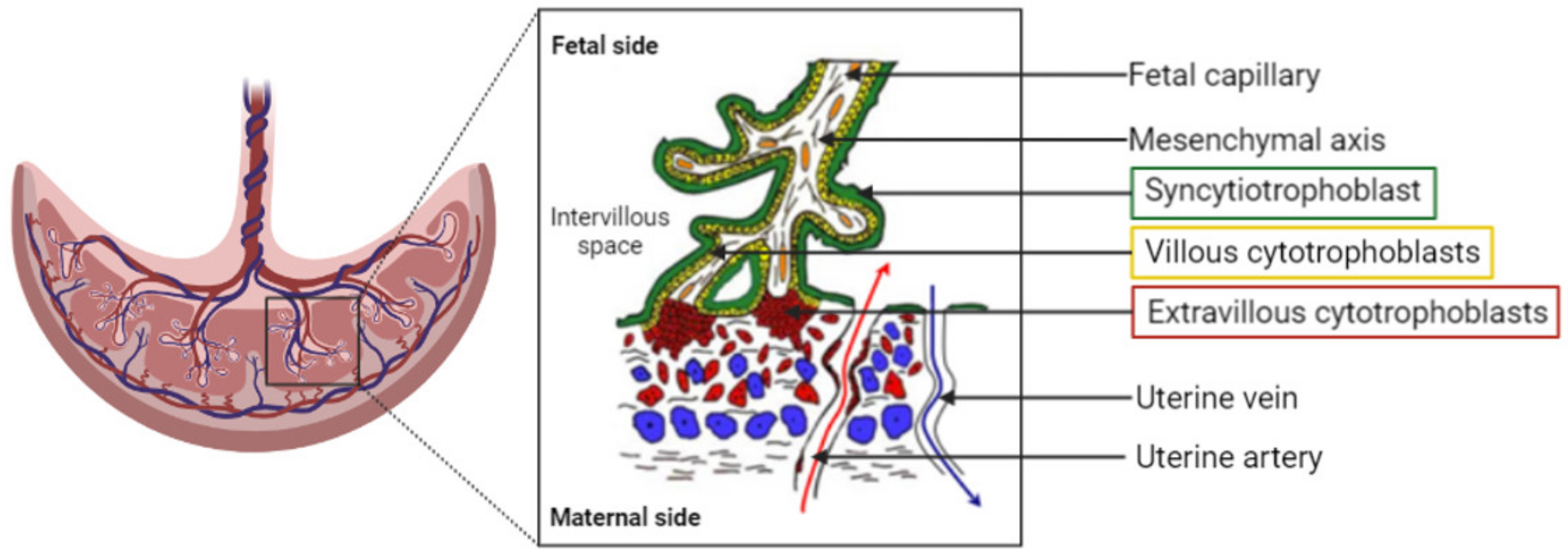 Biomedicines 10 00936 g001