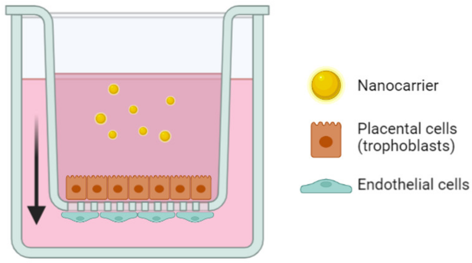 Biomedicines 10 00936 g002