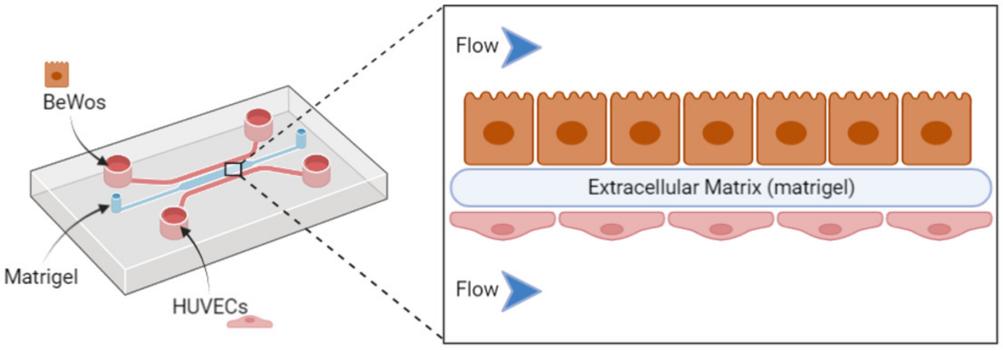 Biomedicines 10 00936 g003