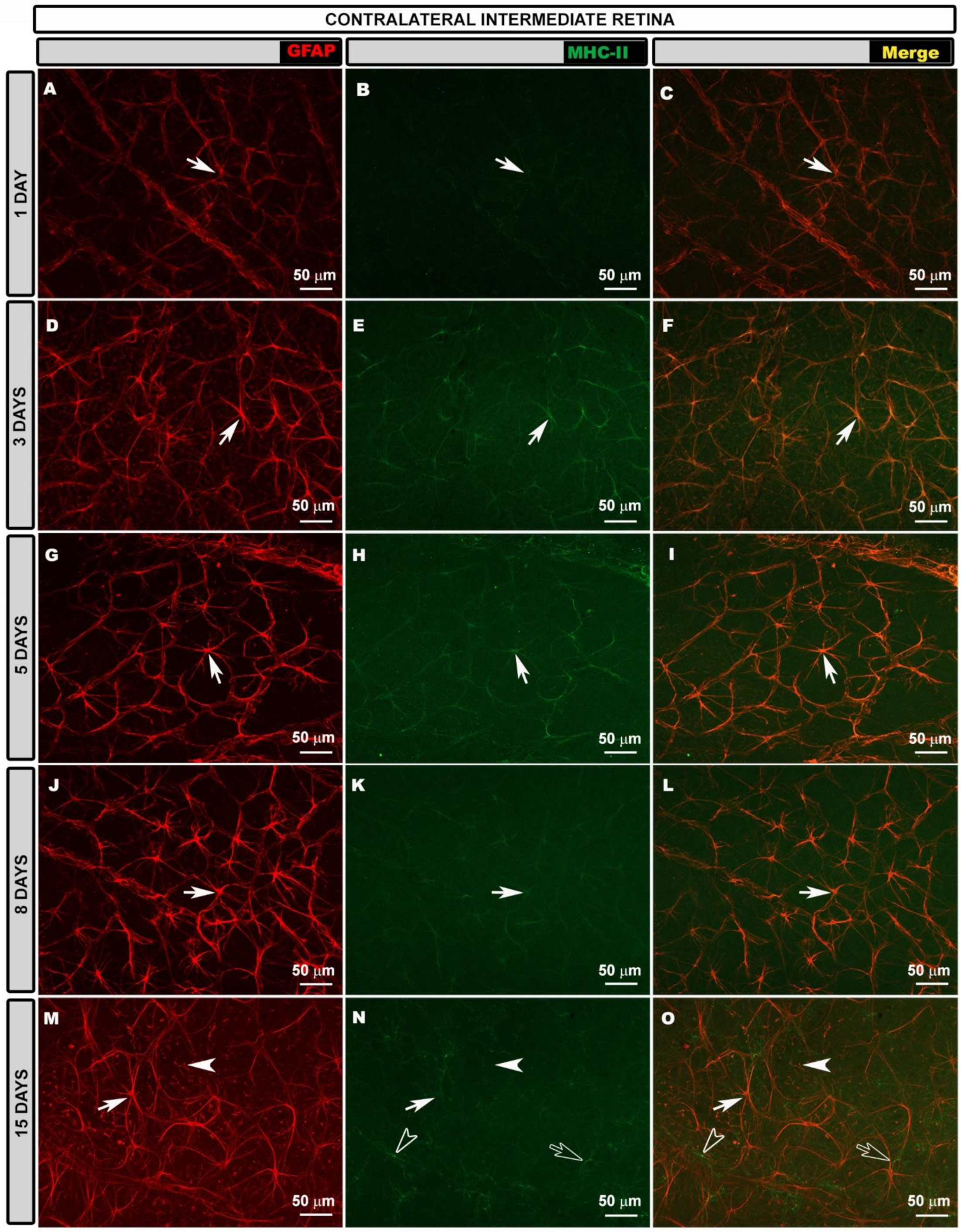 Biomedicines 10 00939 g002
