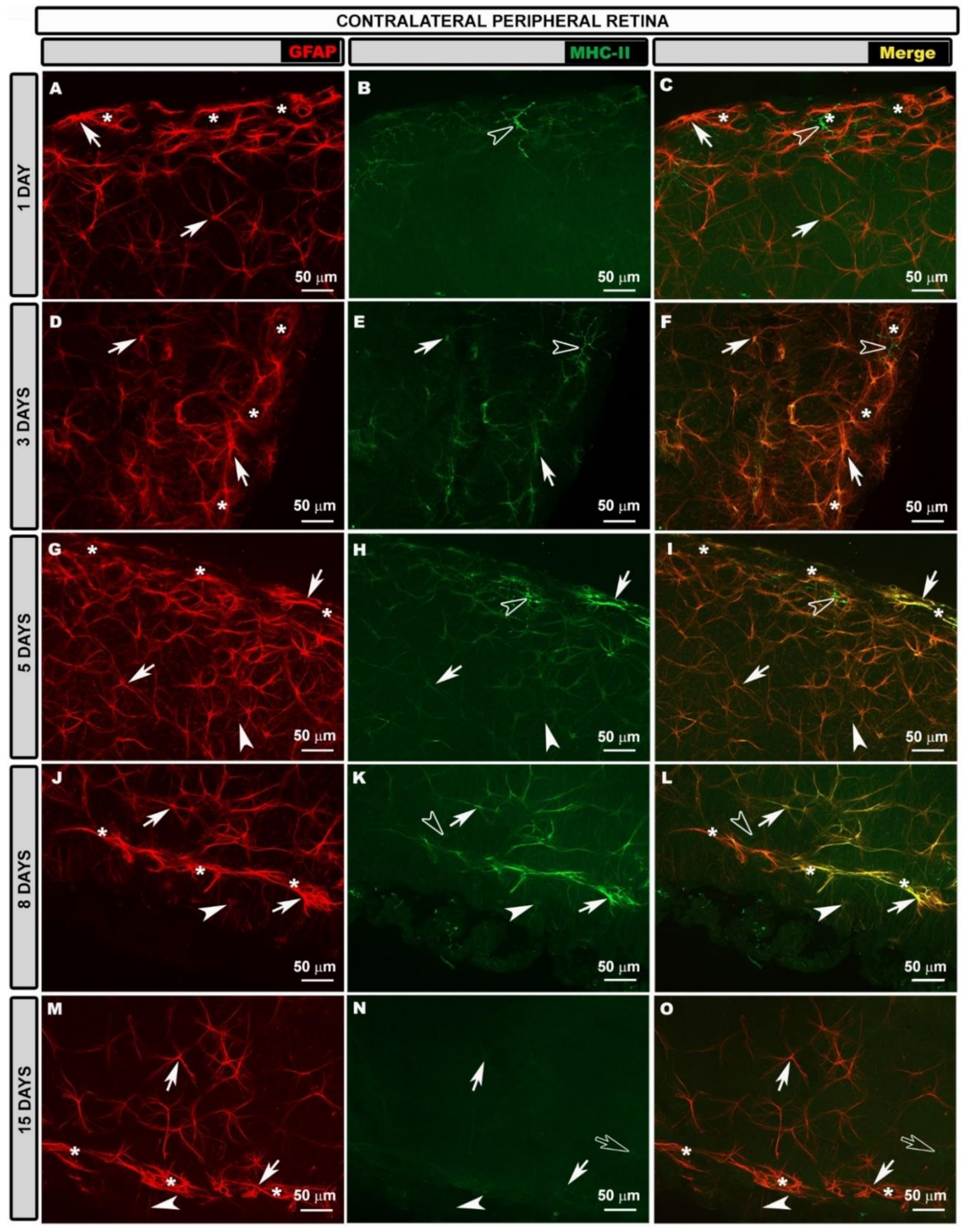 Biomedicines 10 00939 g003