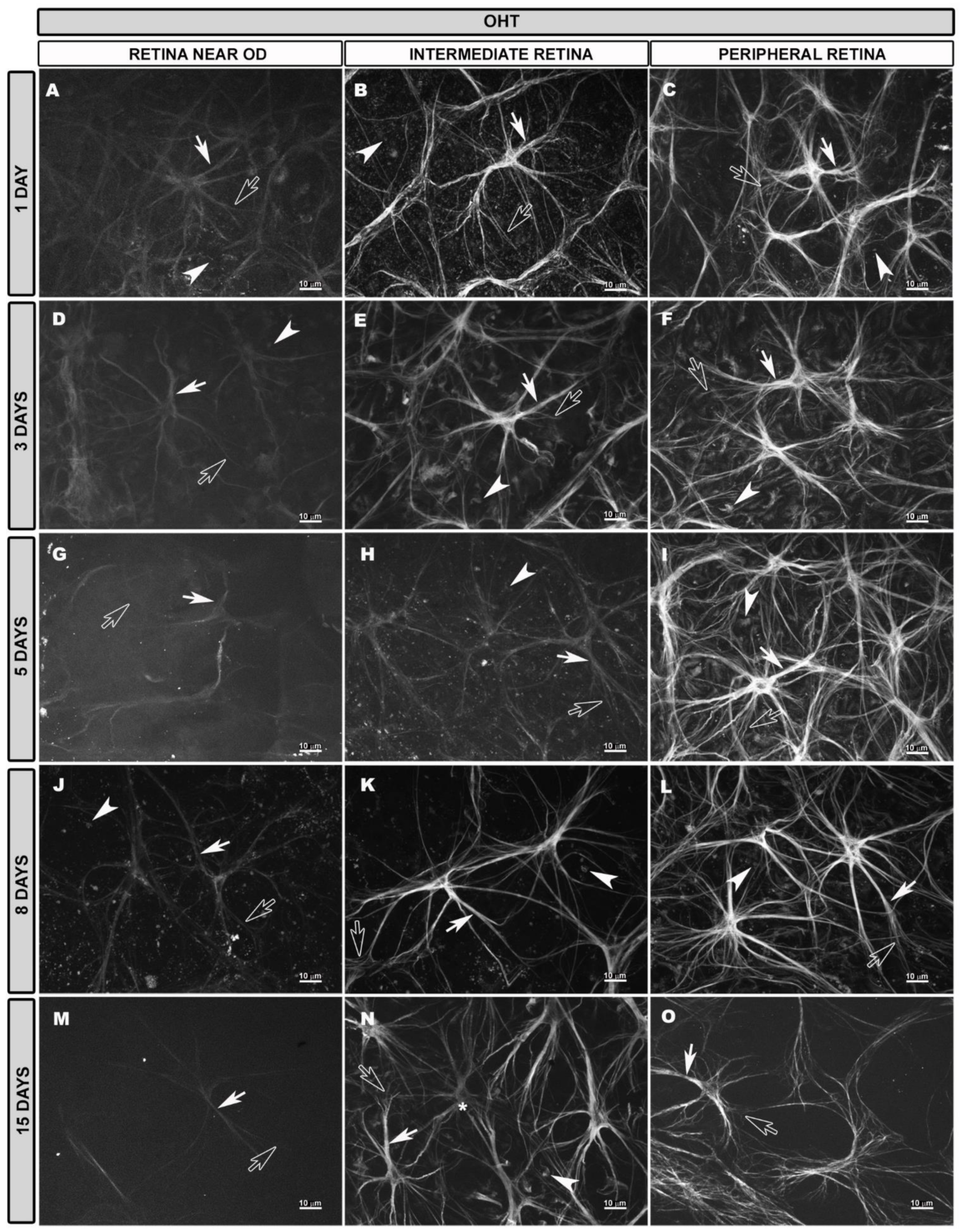 Biomedicines 10 00939 g005