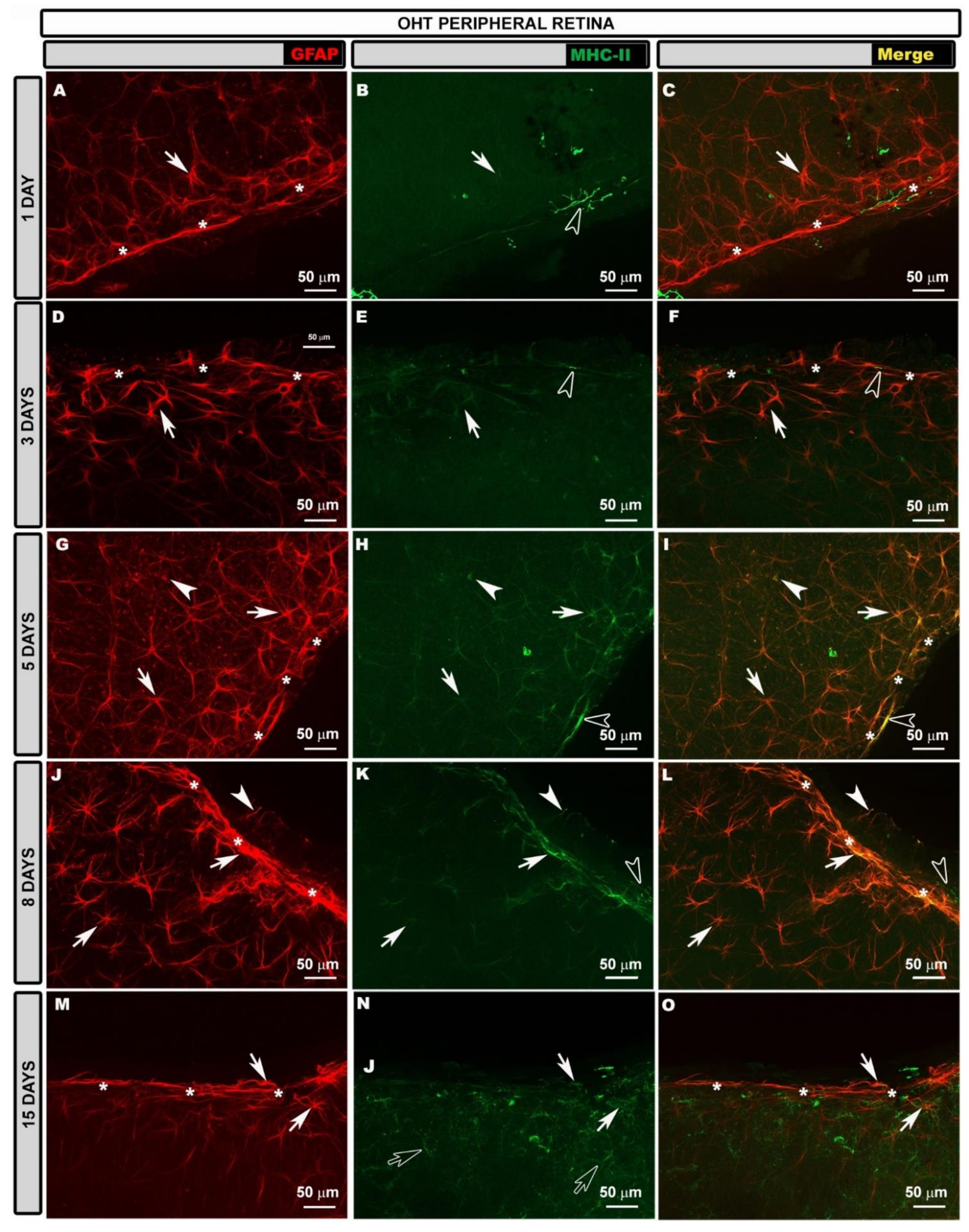 Biomedicines 10 00939 g007