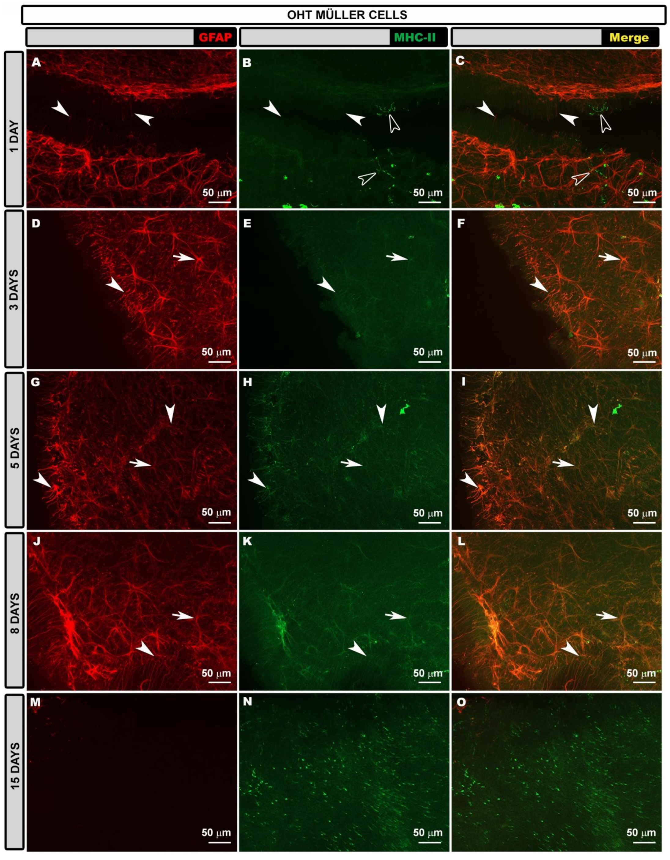 Biomedicines 10 00939 g008