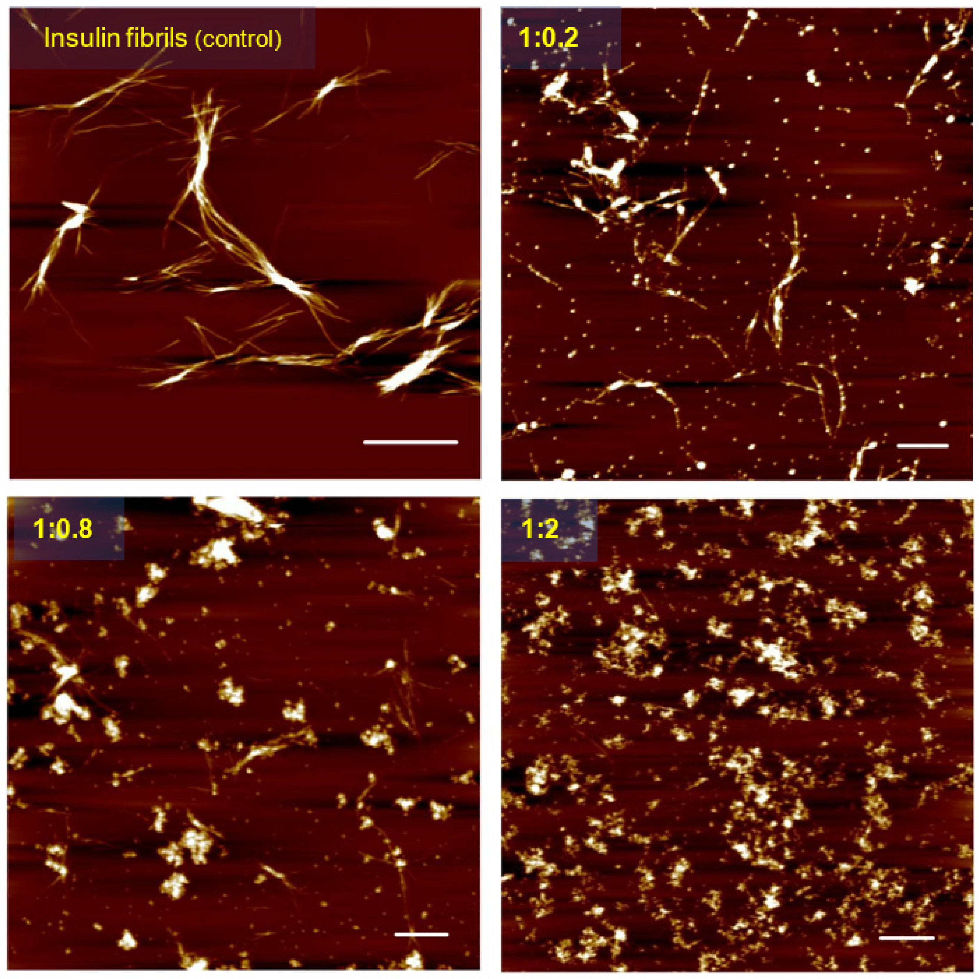 Biomedicines 10 00942 g004