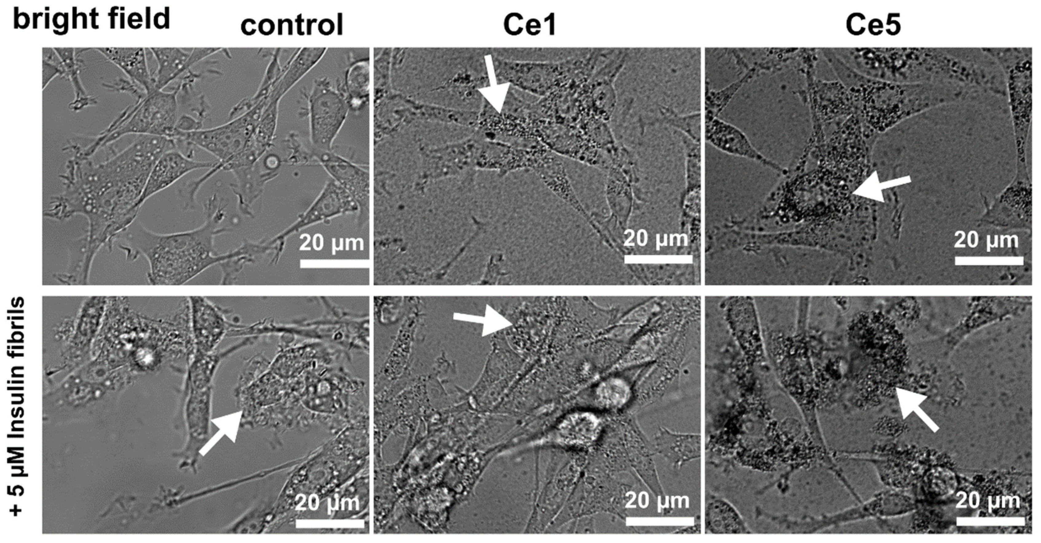 Biomedicines 10 00942 g006