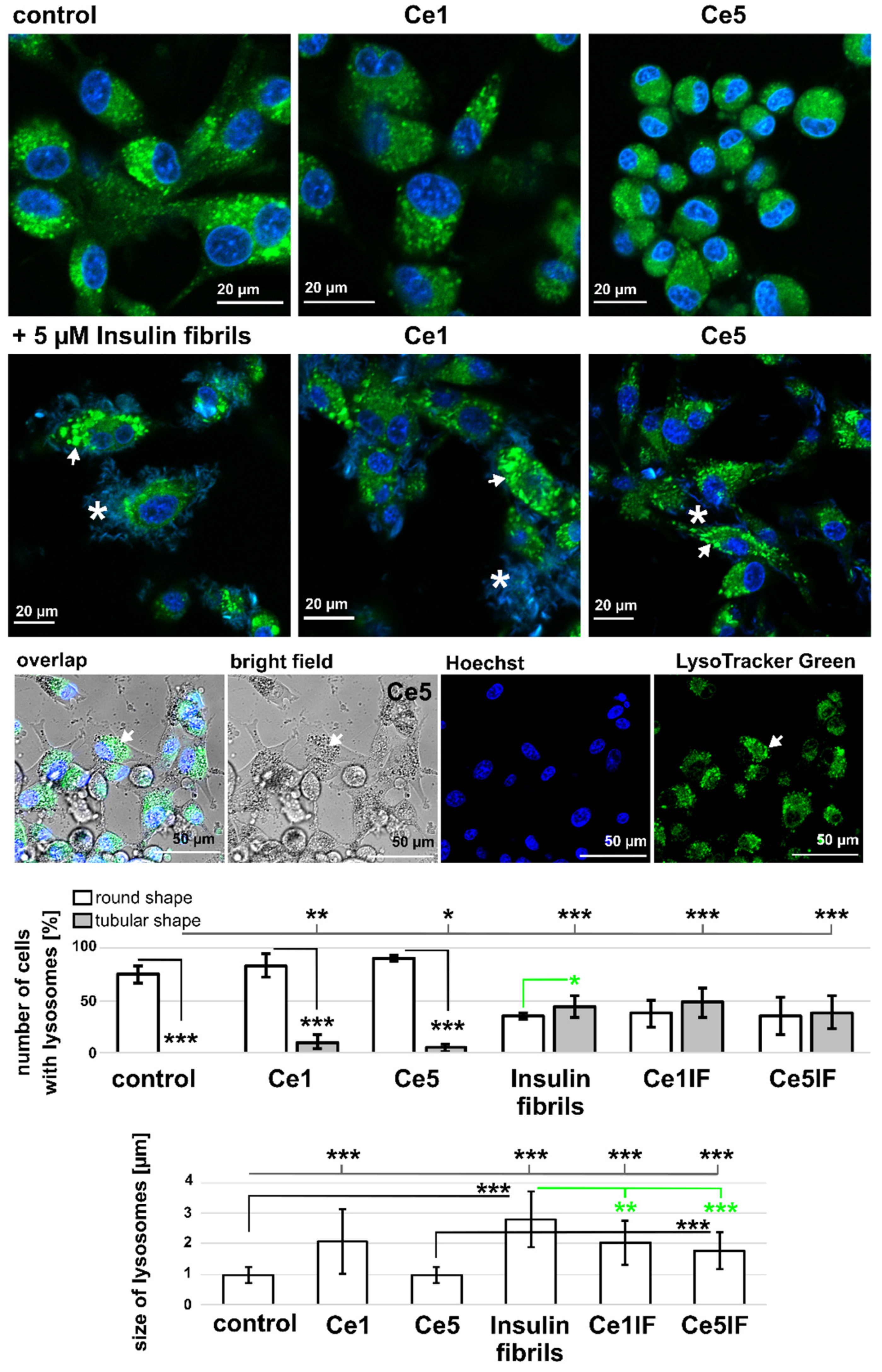 Biomedicines 10 00942 g007