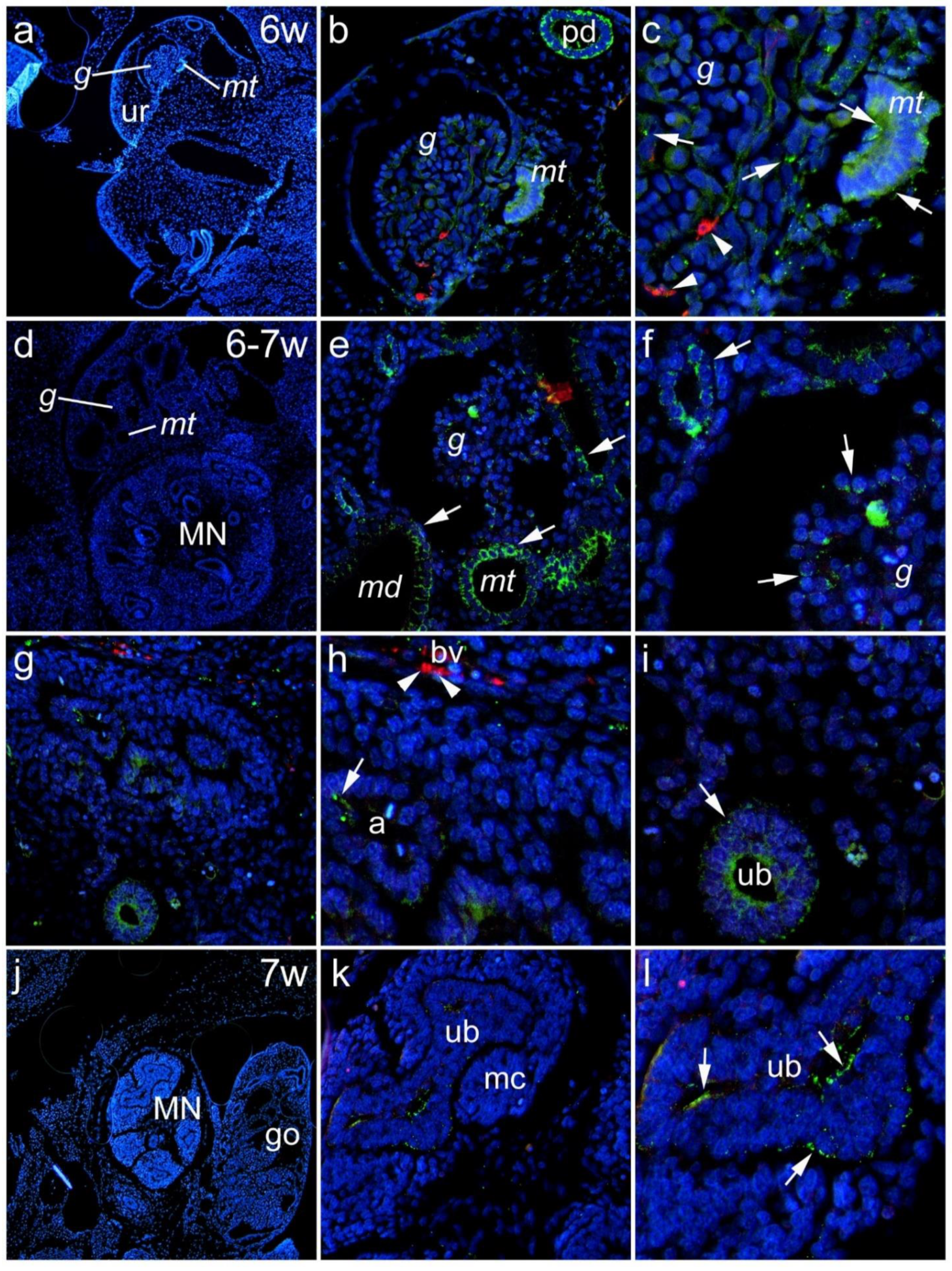 Biomedicines 10 00944 g001 Biomedicines 10 00944 g001