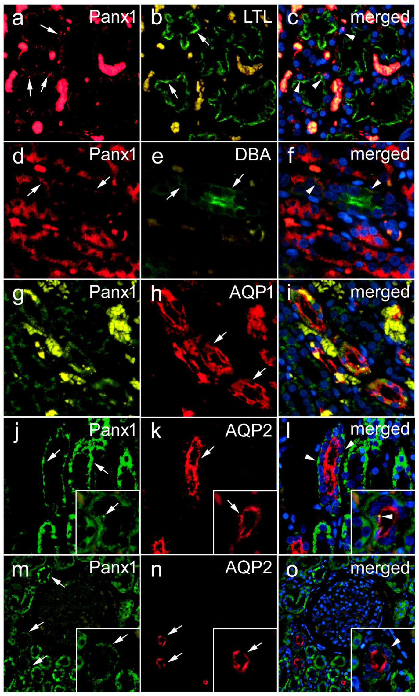 Biomedicines 10 00944 g004 Biomedicines 10 00944 g004