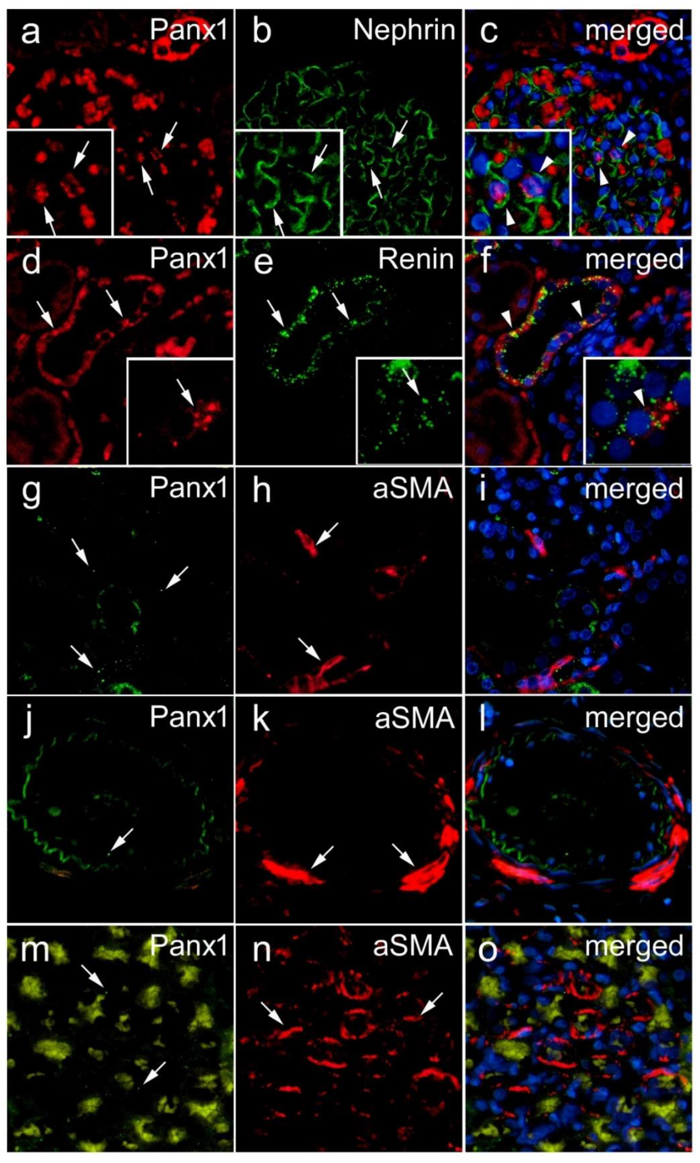 Biomedicines 10 00944 g005 Biomedicines 10 00944 g005