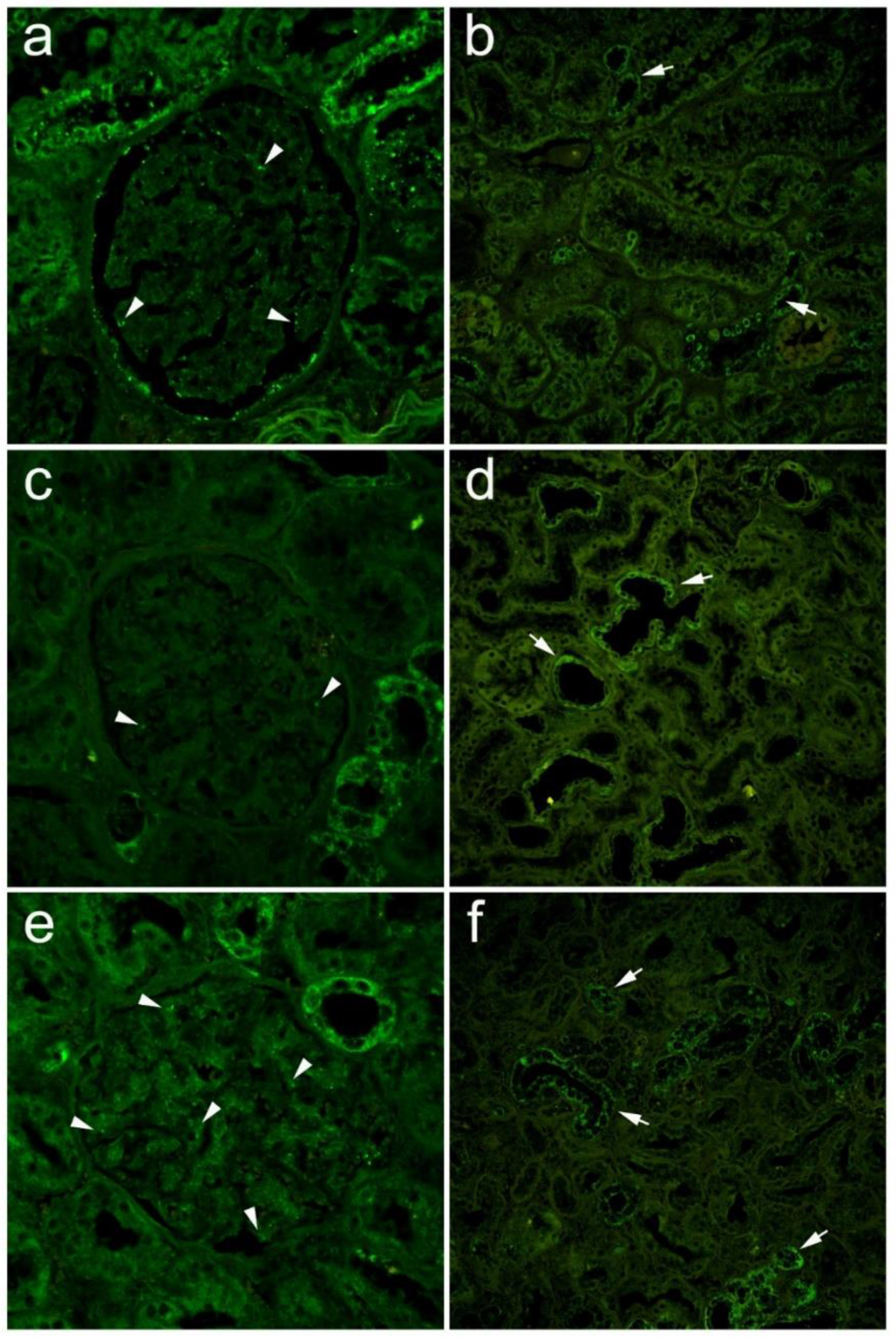 Biomedicines 10 00944 g006 Biomedicines 10 00944 g006