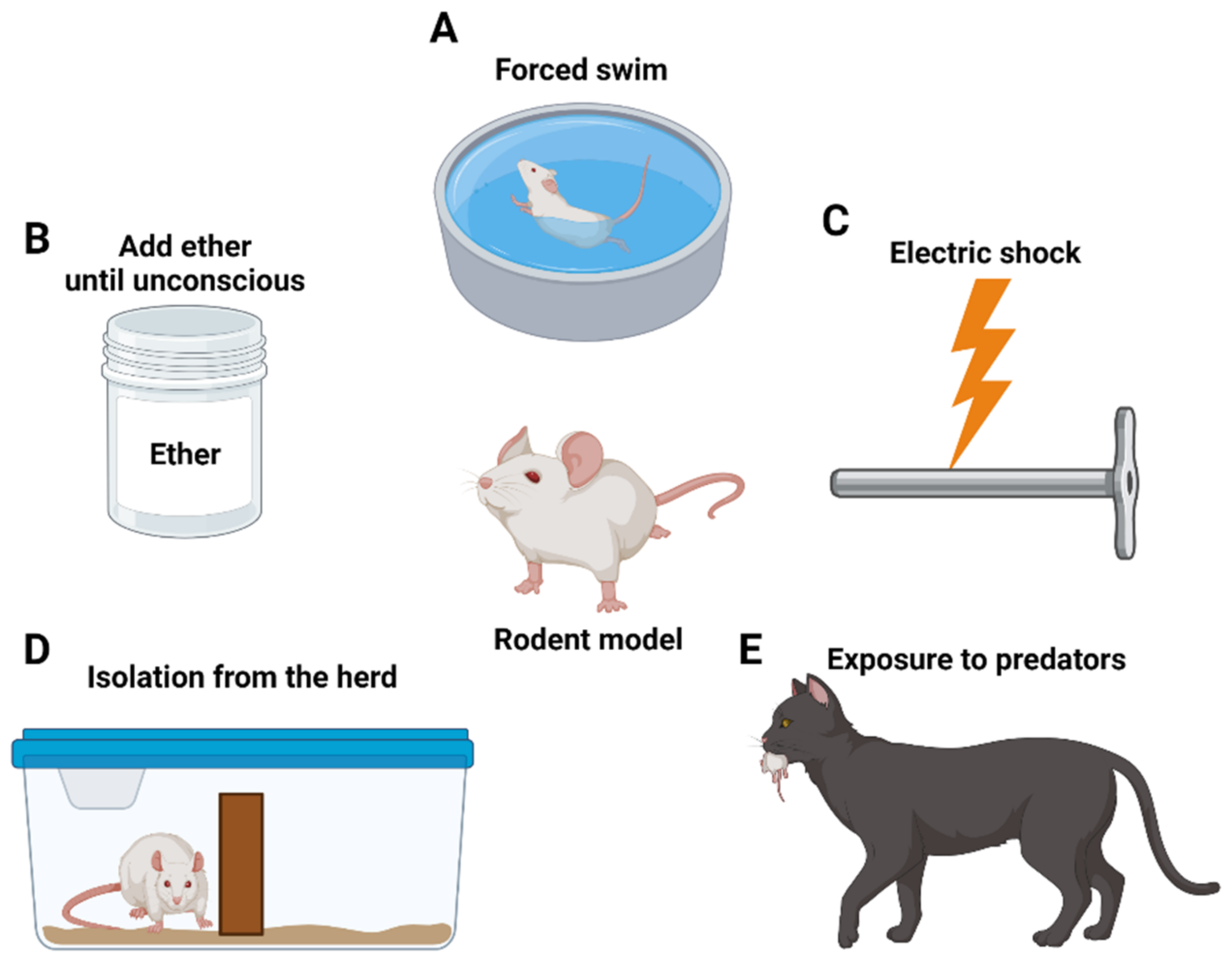 Biomedicines 10 00953 g001