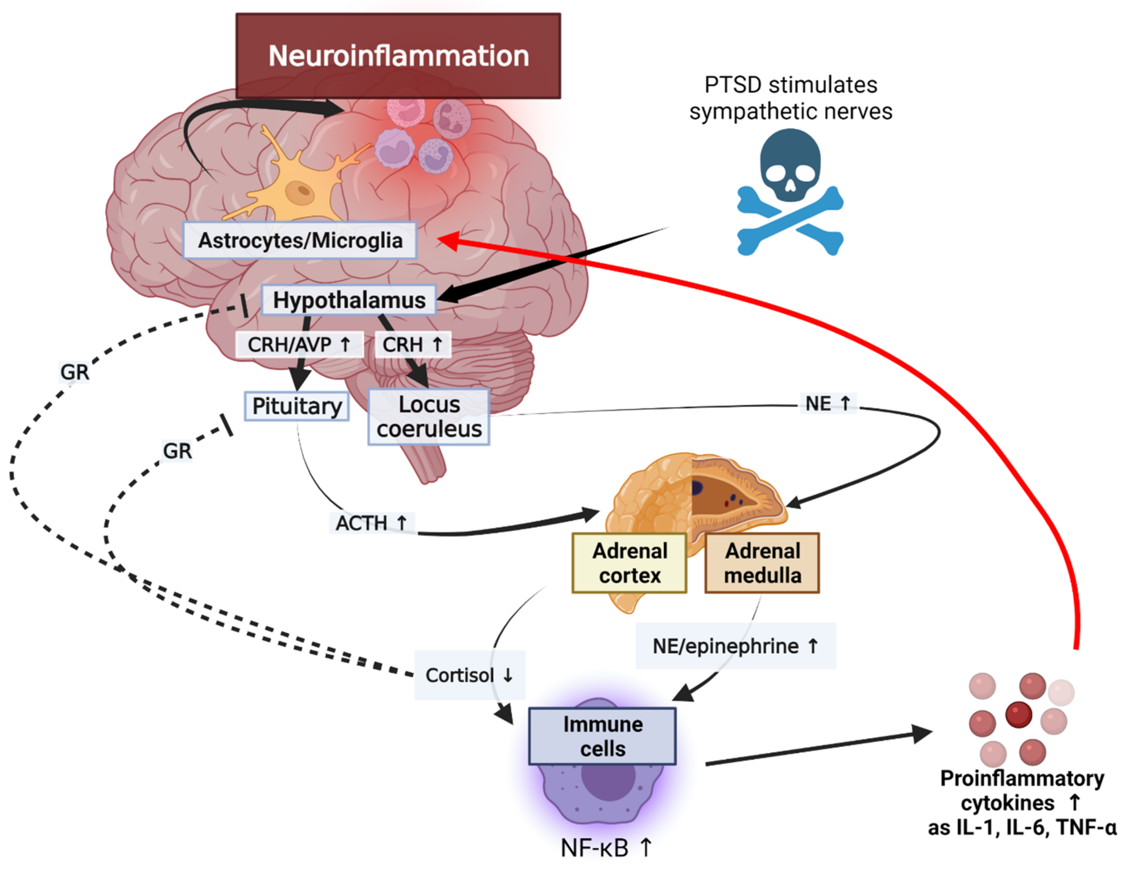 Biomedicines 10 00953 g002