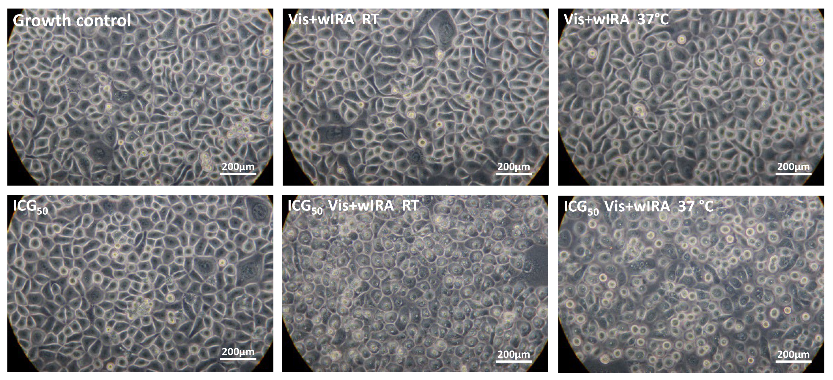 Biomedicines 10 00956 g006