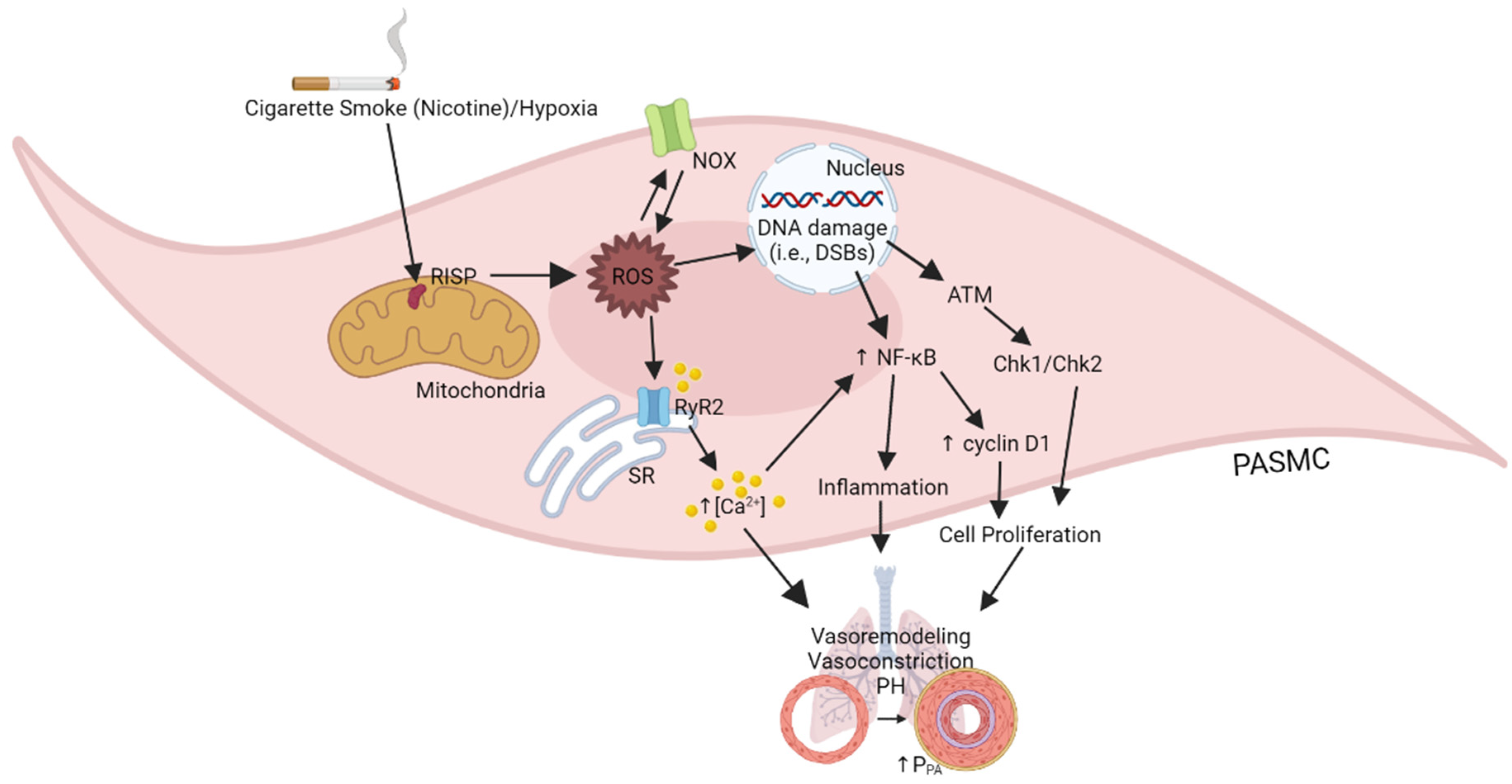 Biomedicines 10 00957 g001