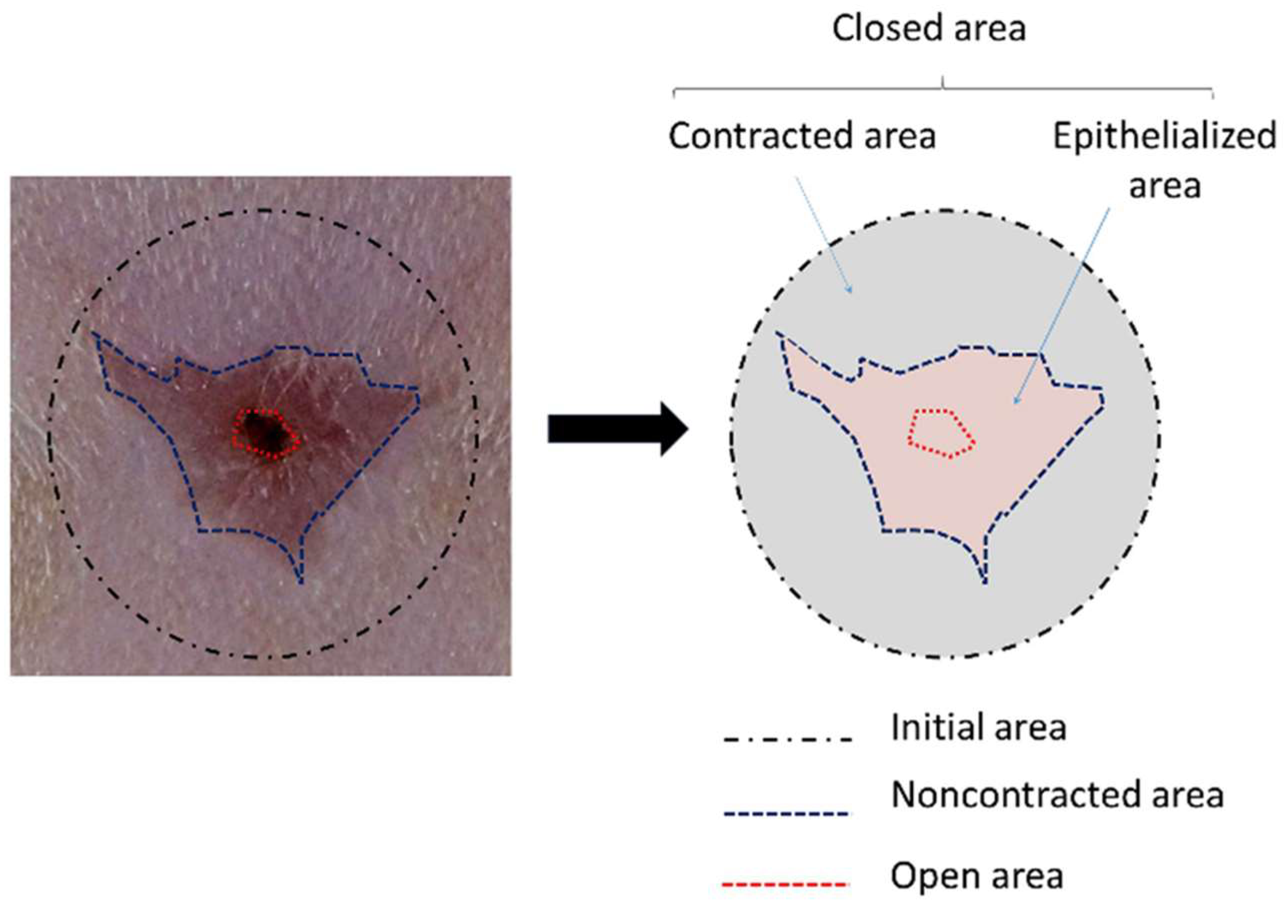 Biomedicines 10 00960 g002