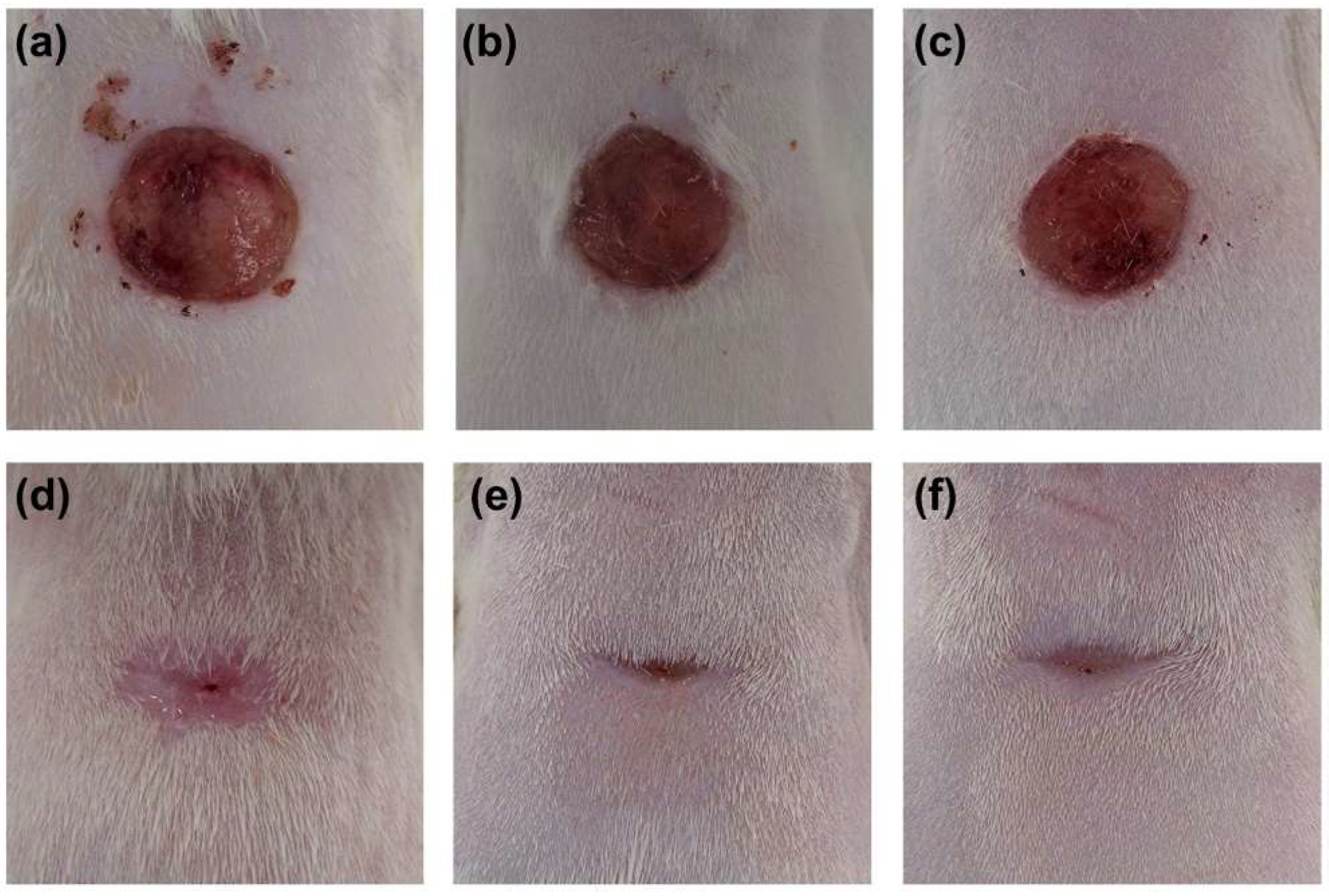 Biomedicines 10 00960 g004