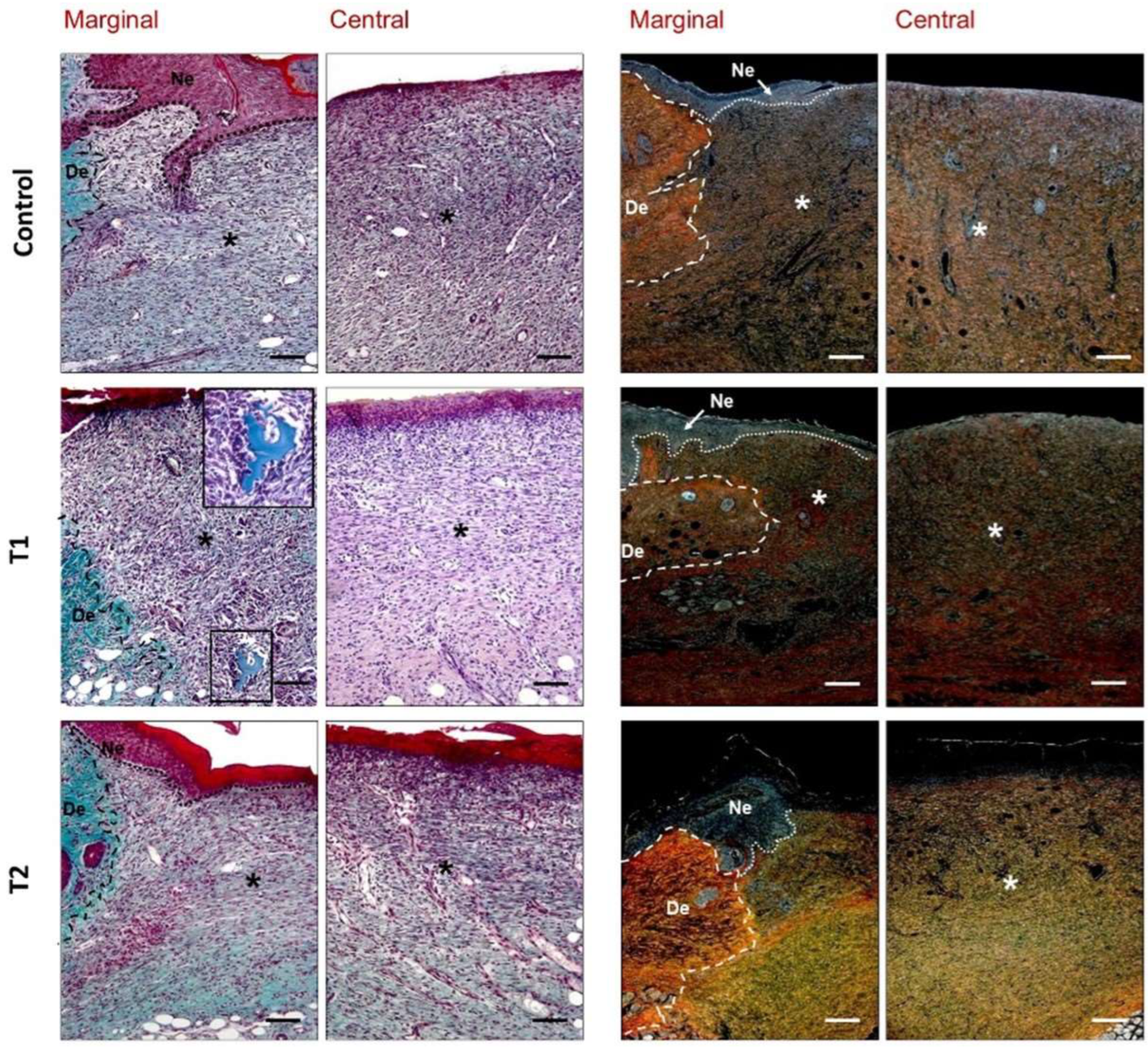 Biomedicines 10 00960 g007