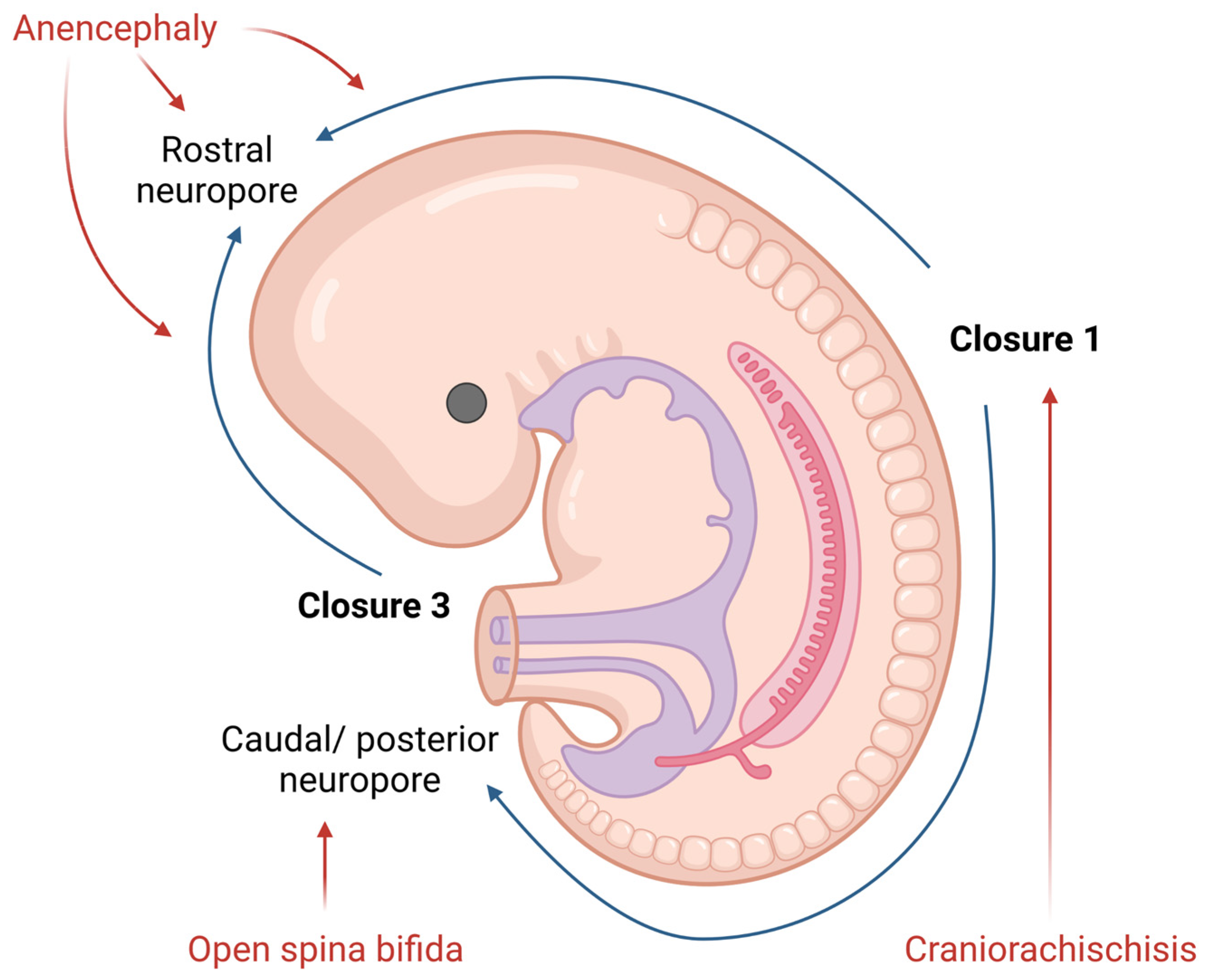 Biomedicines 10 00965 g001 Biomedicines 10 00965 g001