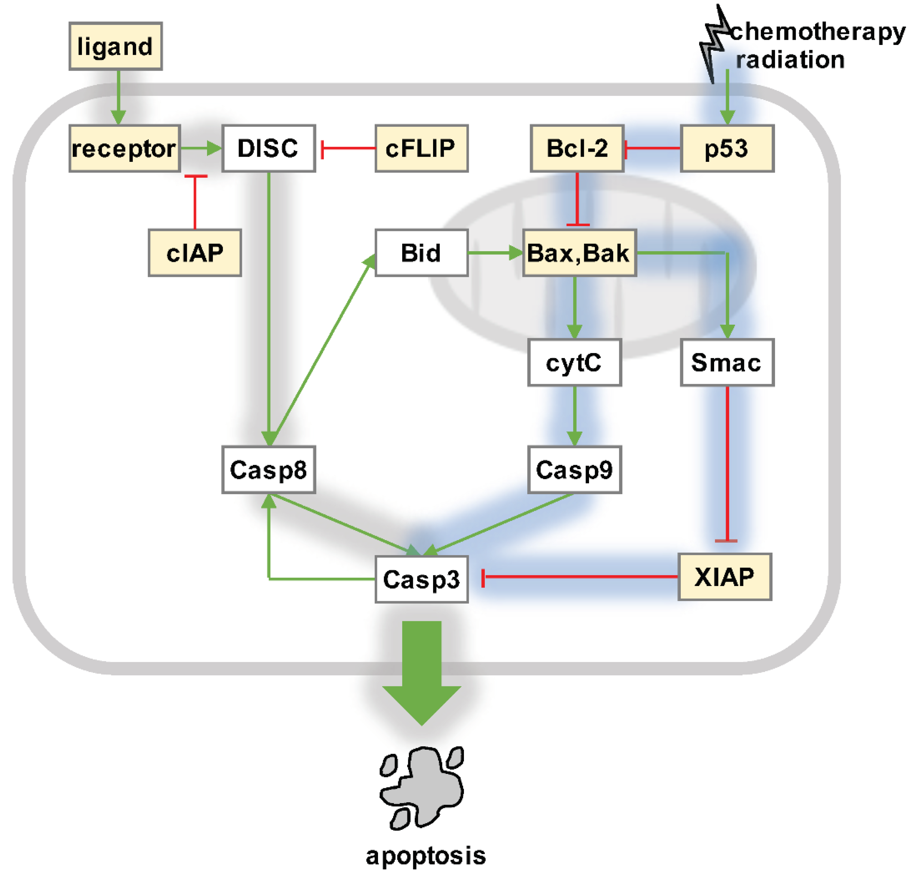 Biomedicines 10 00974 g001