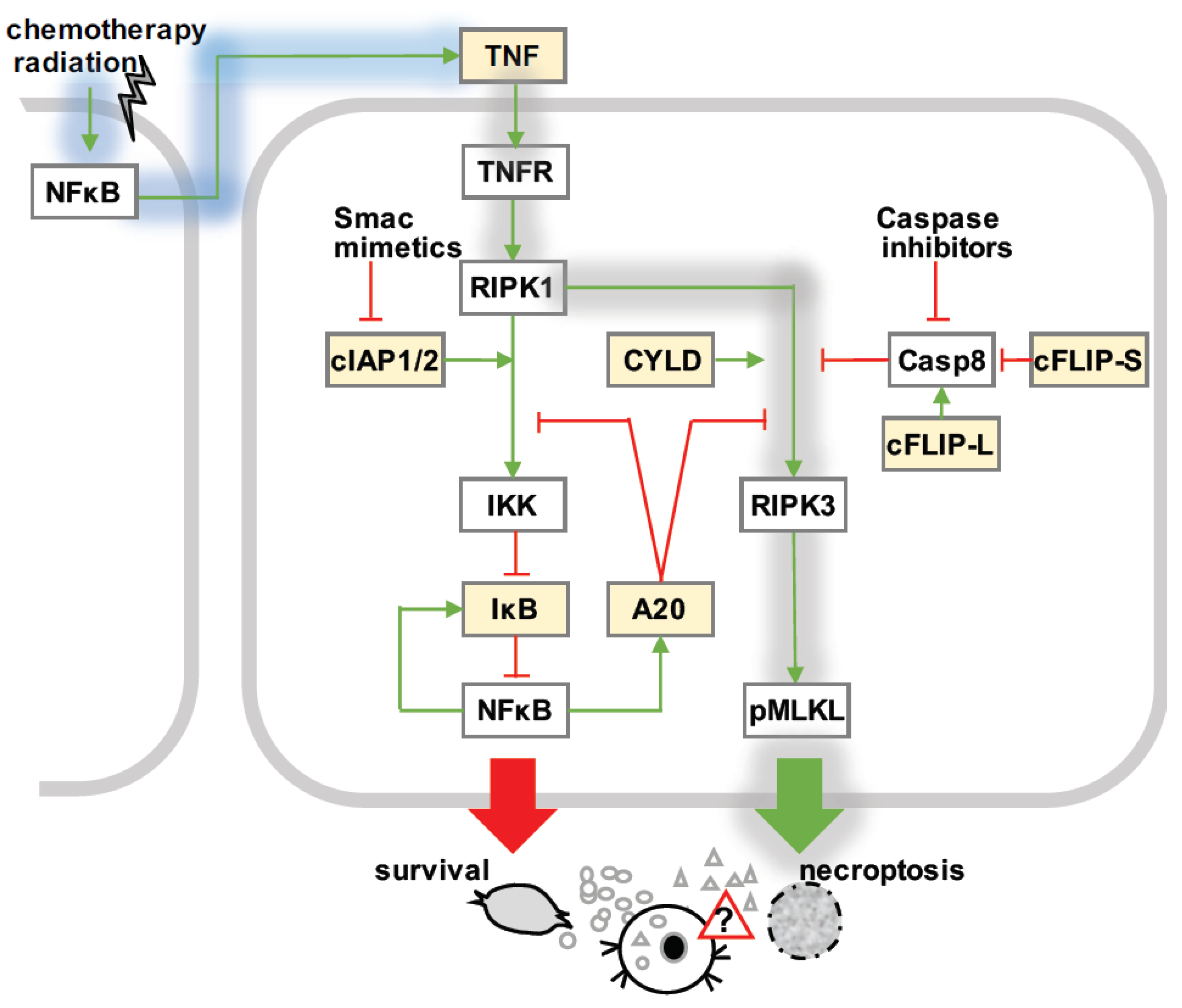 Biomedicines 10 00974 g002