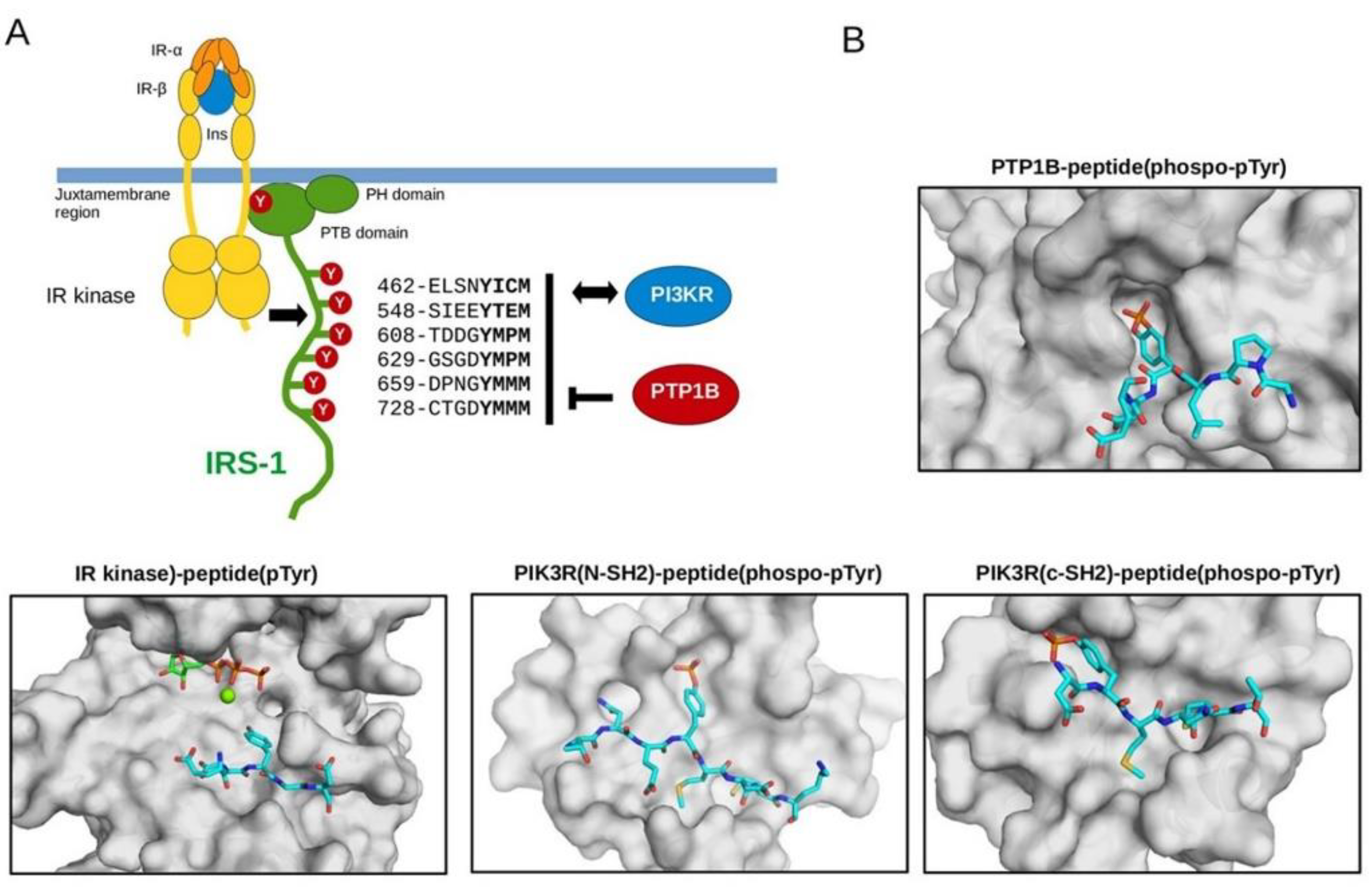 Biomedicines 10 00975 g009 Biomedicines 10 00975 g009