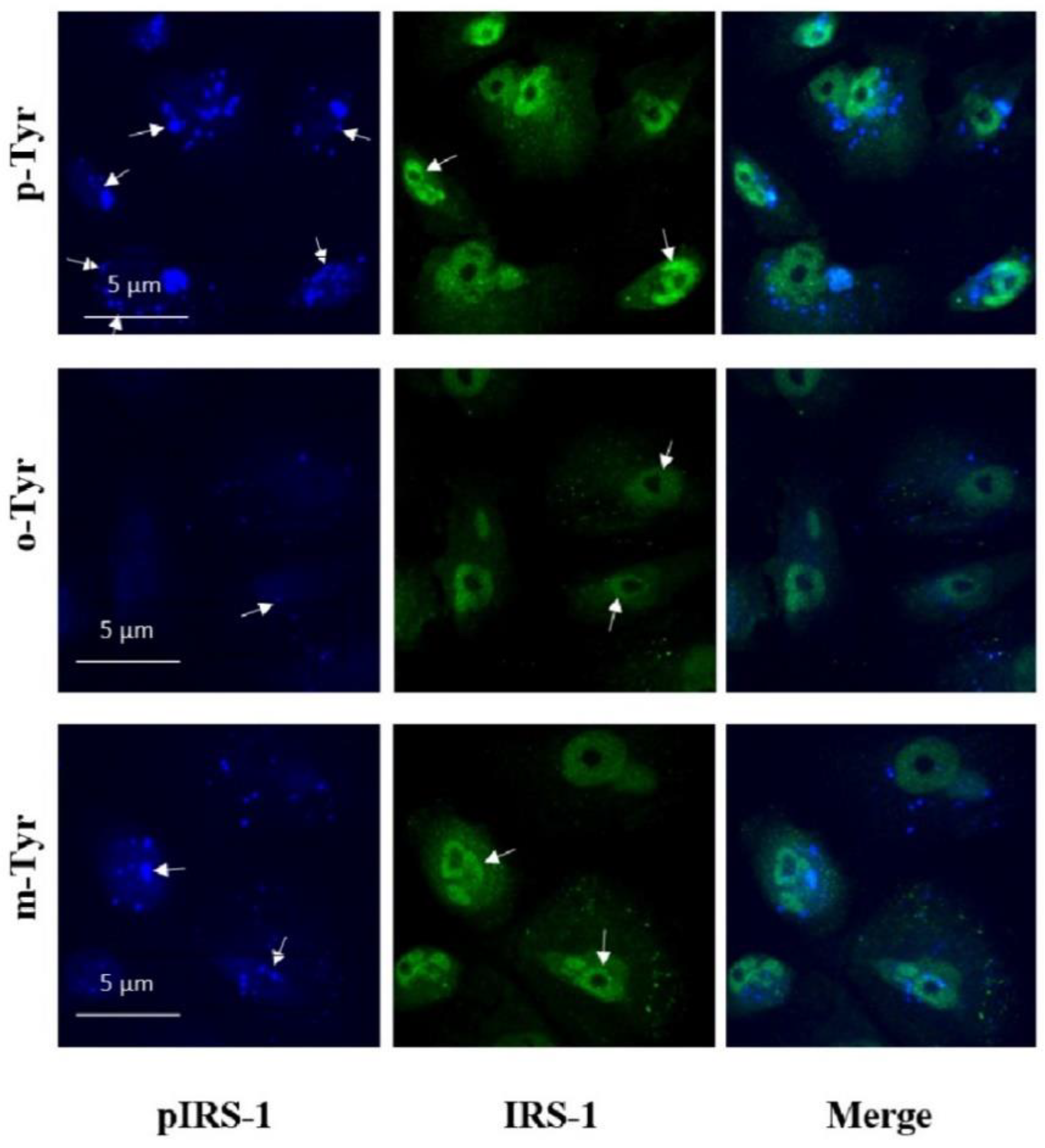 Biomedicines 10 00975 g012 Biomedicines 10 00975 g012