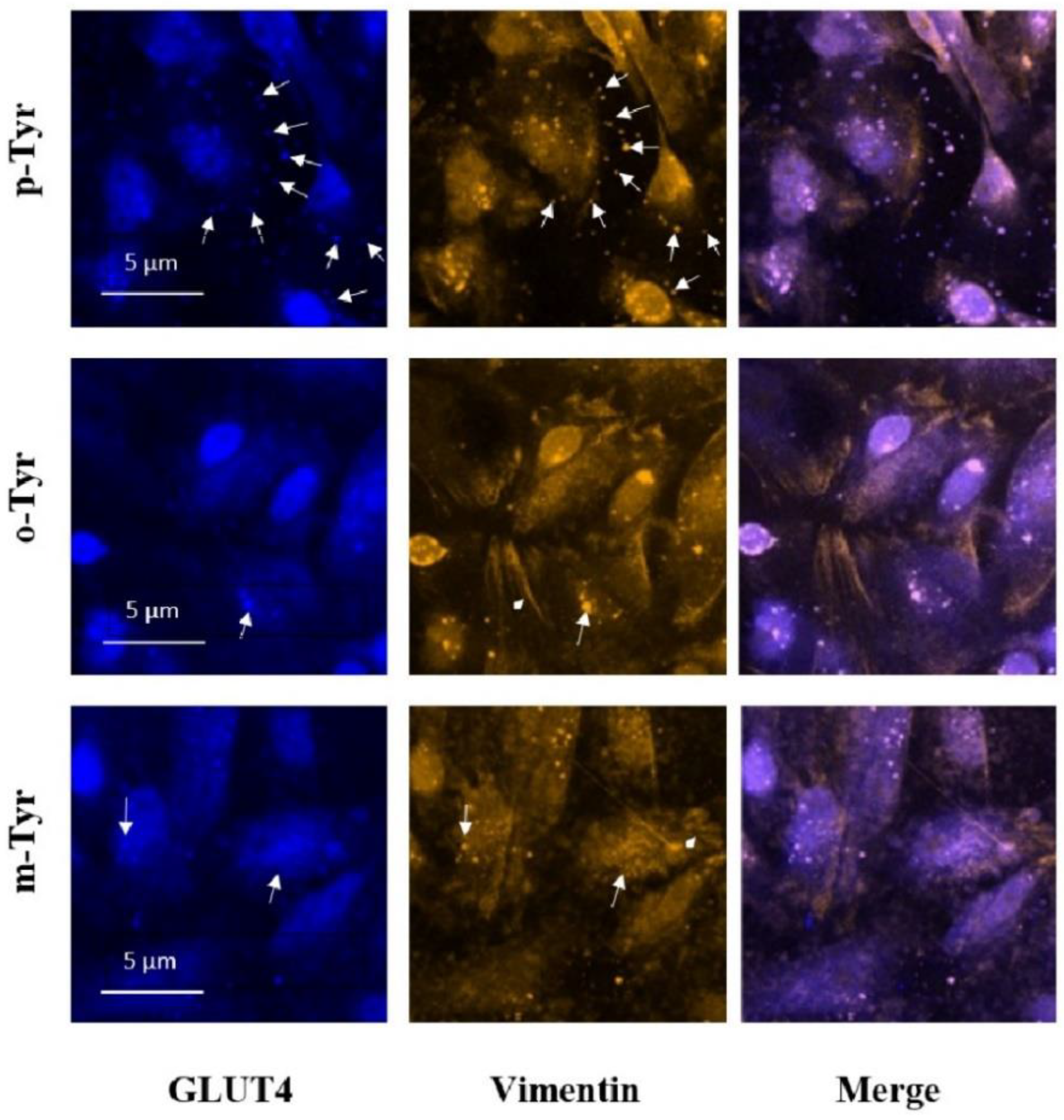 Biomedicines 10 00975 g013 Biomedicines 10 00975 g013