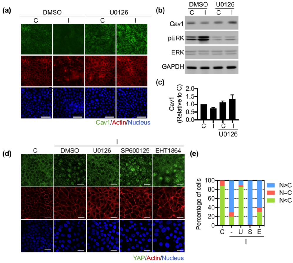 Biomedicines 10 00977 g004 Biomedicines 10 00977 g004