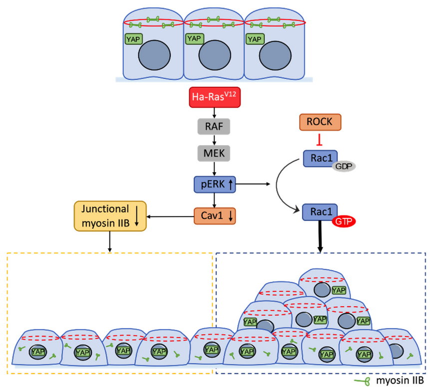 Biomedicines 10 00977 g008 Biomedicines 10 00977 g008