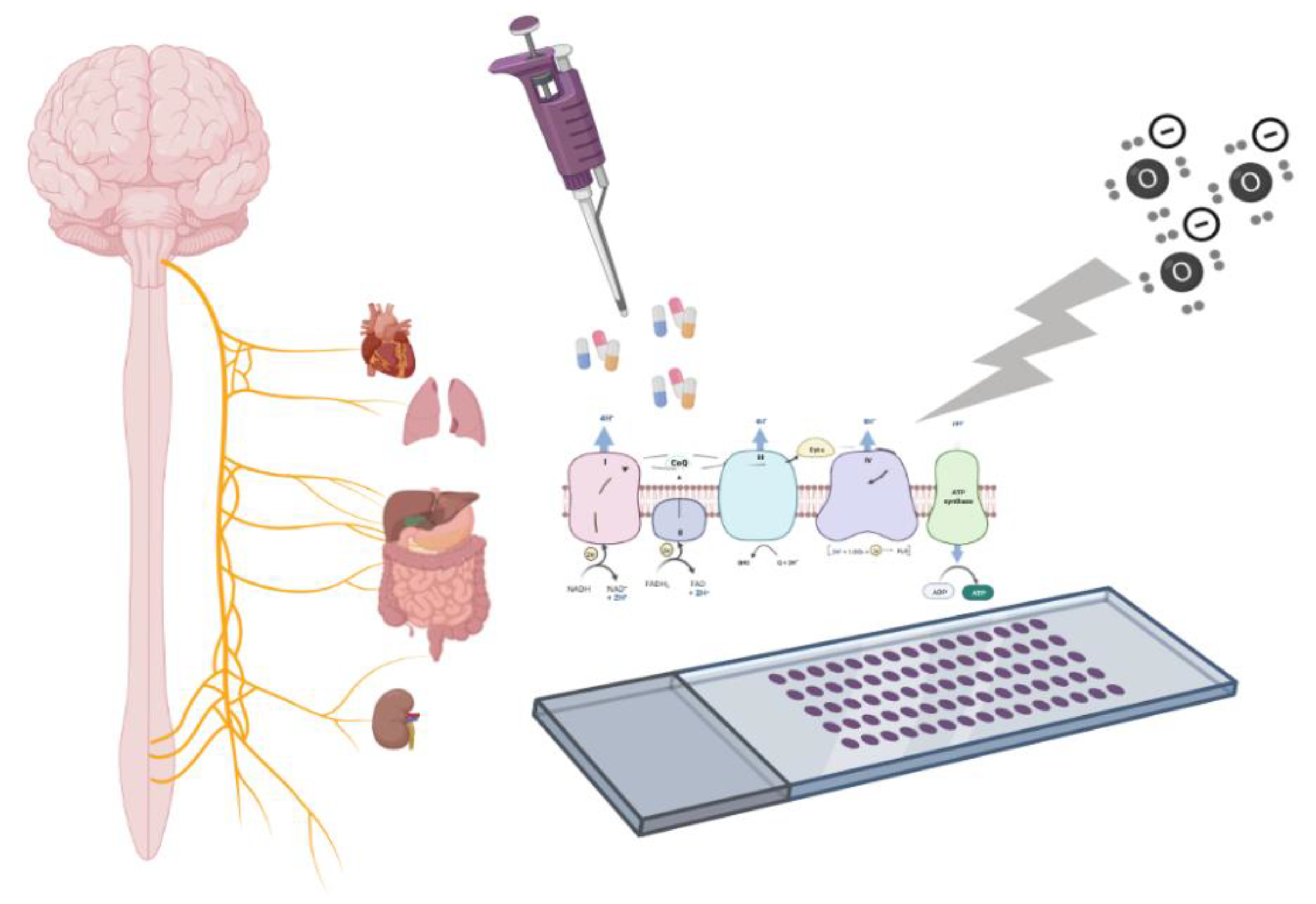 Biomedicines 10 00980 g001 Biomedicines 10 00980 g001