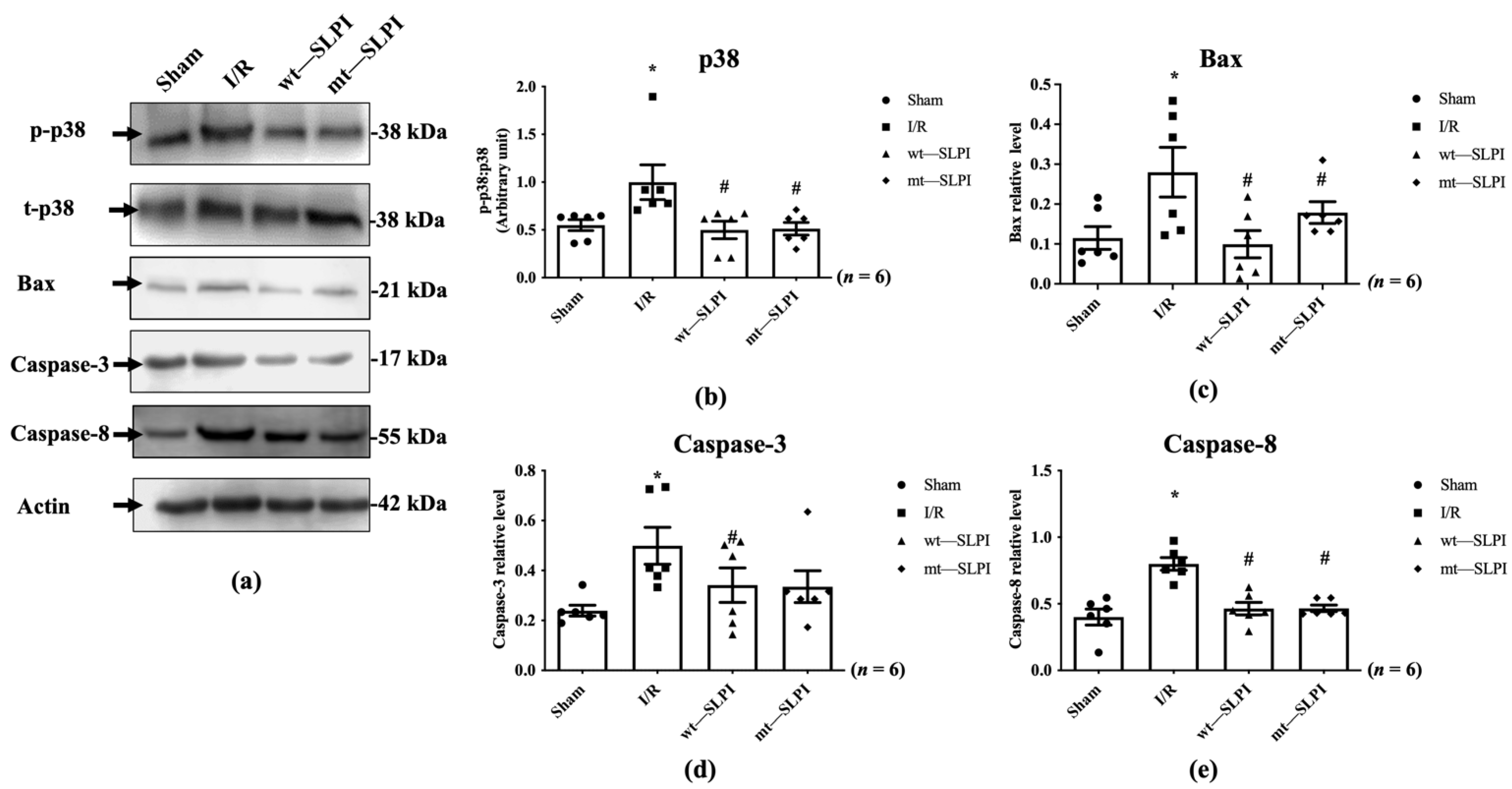 Biomedicines 10 00988 g005