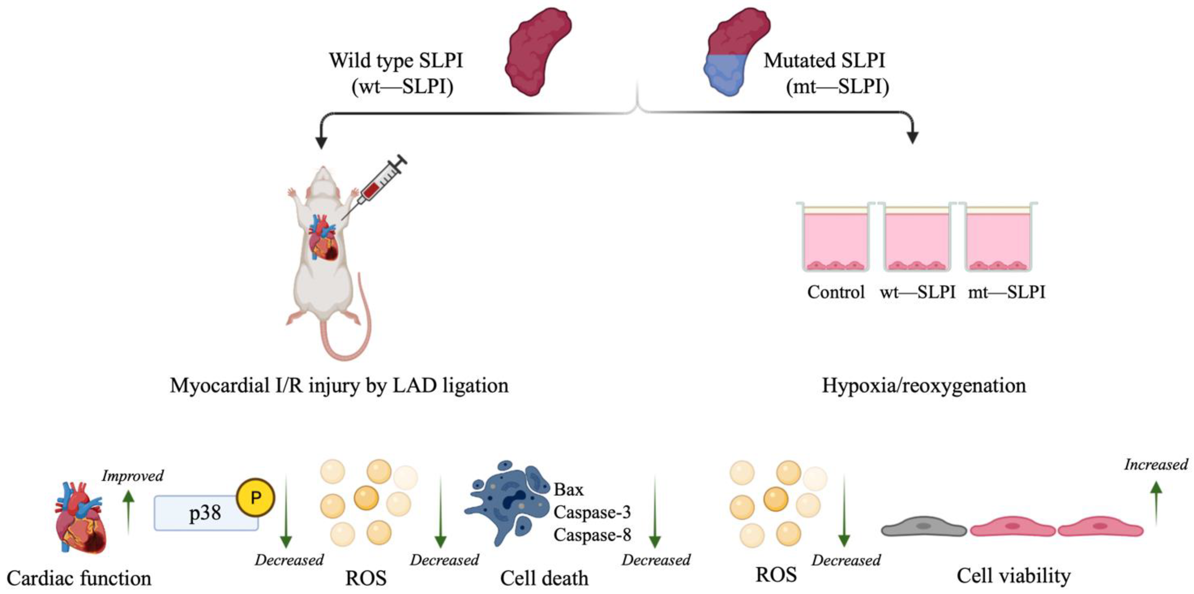 Biomedicines 10 00988 g006