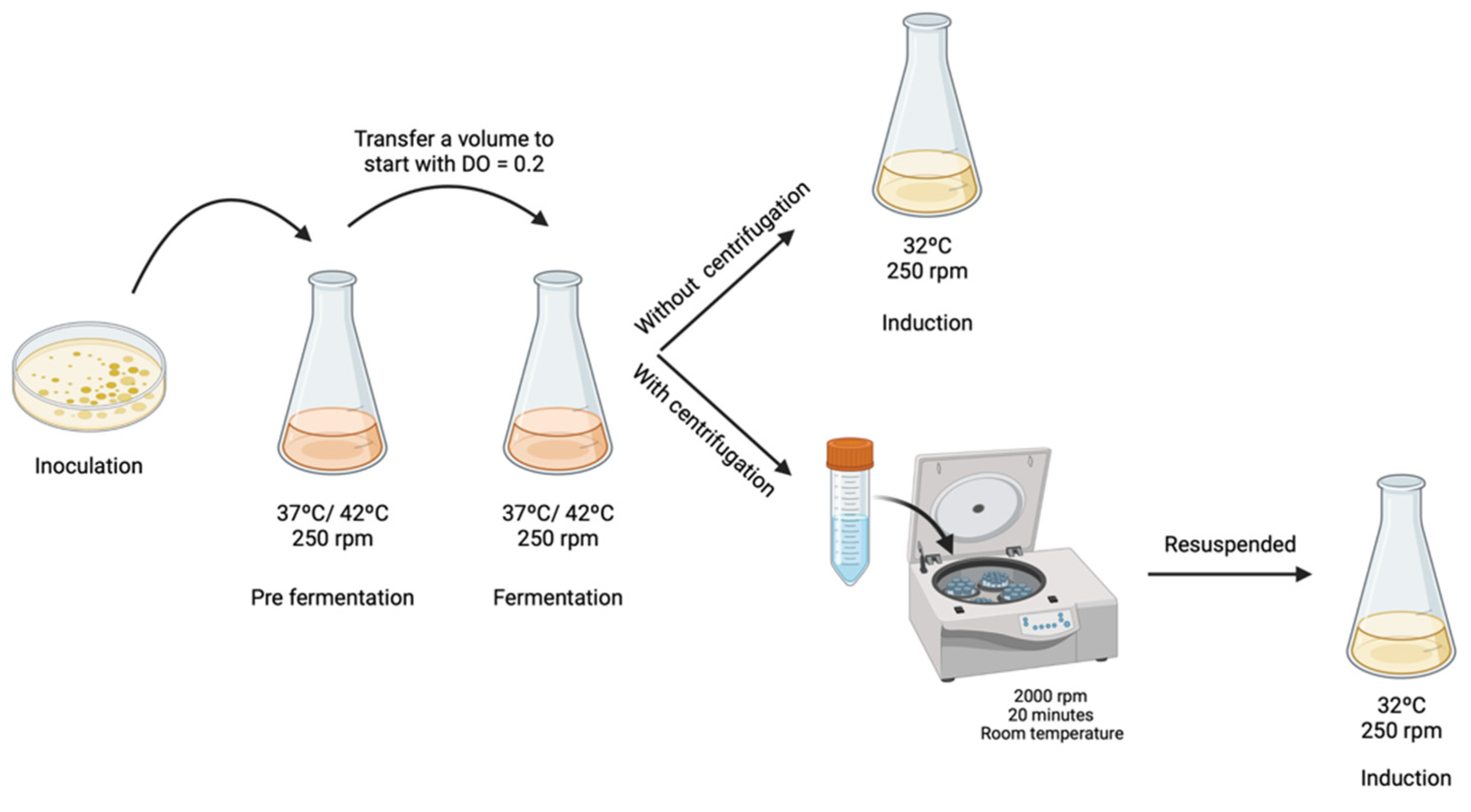 Biomedicines 10 00990 g001