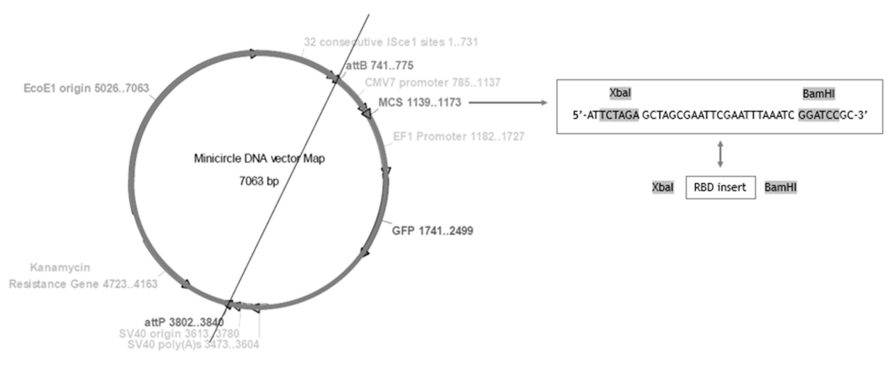 Biomedicines 10 00990 g002