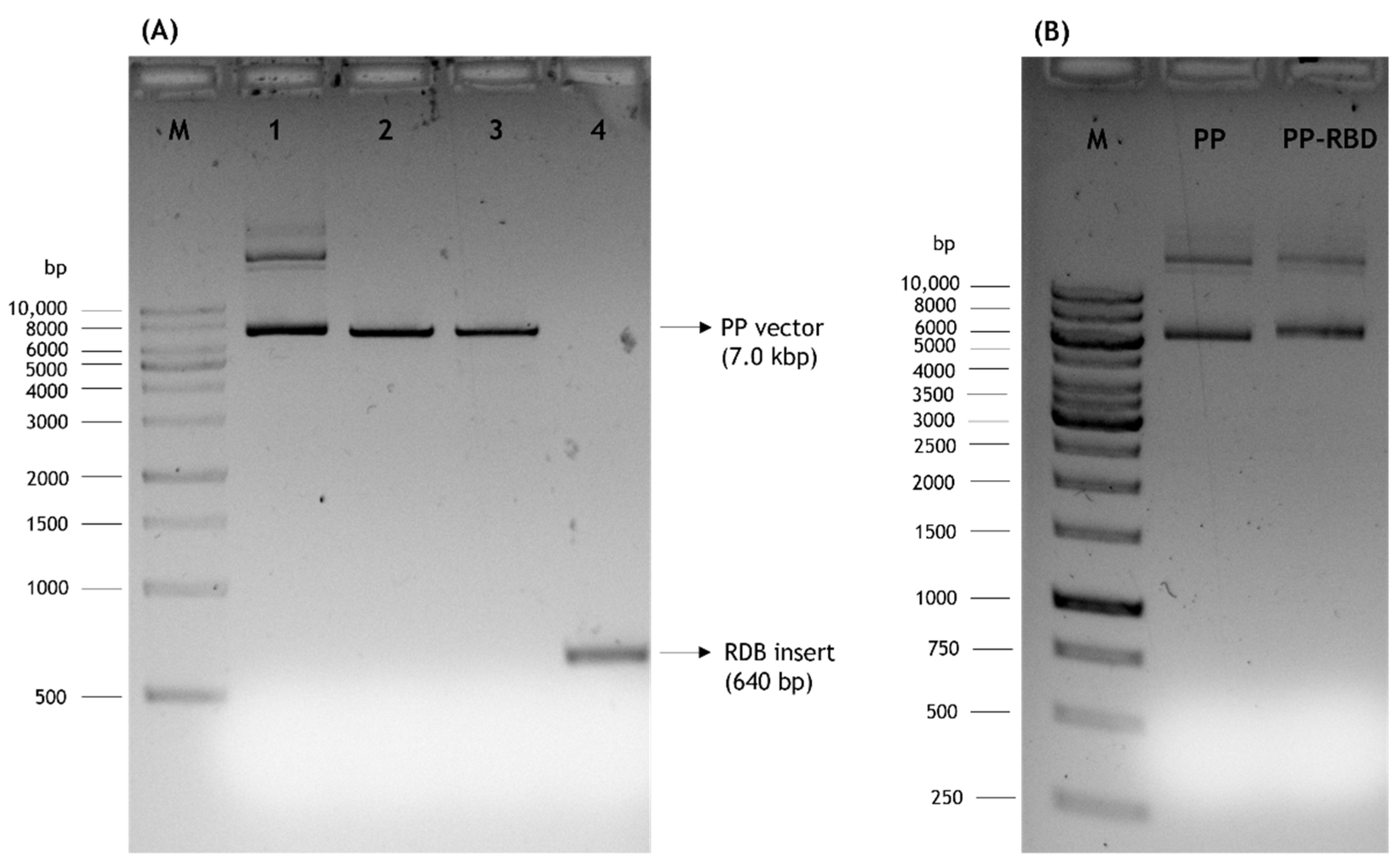 Biomedicines 10 00990 g003
